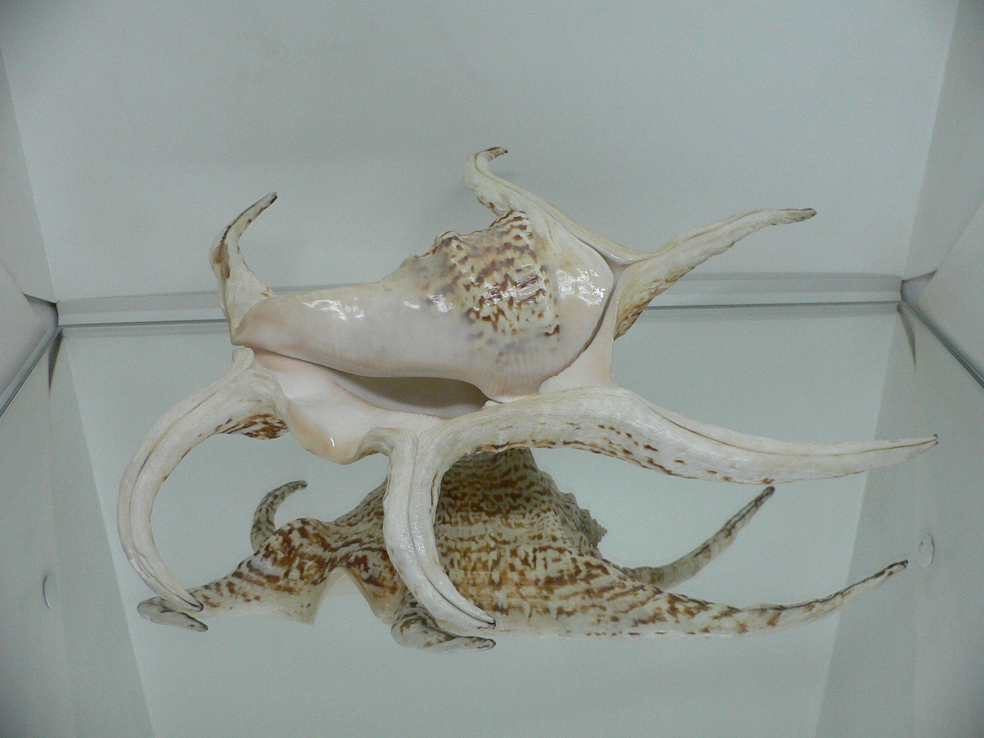 Harpago chiragra GIANT