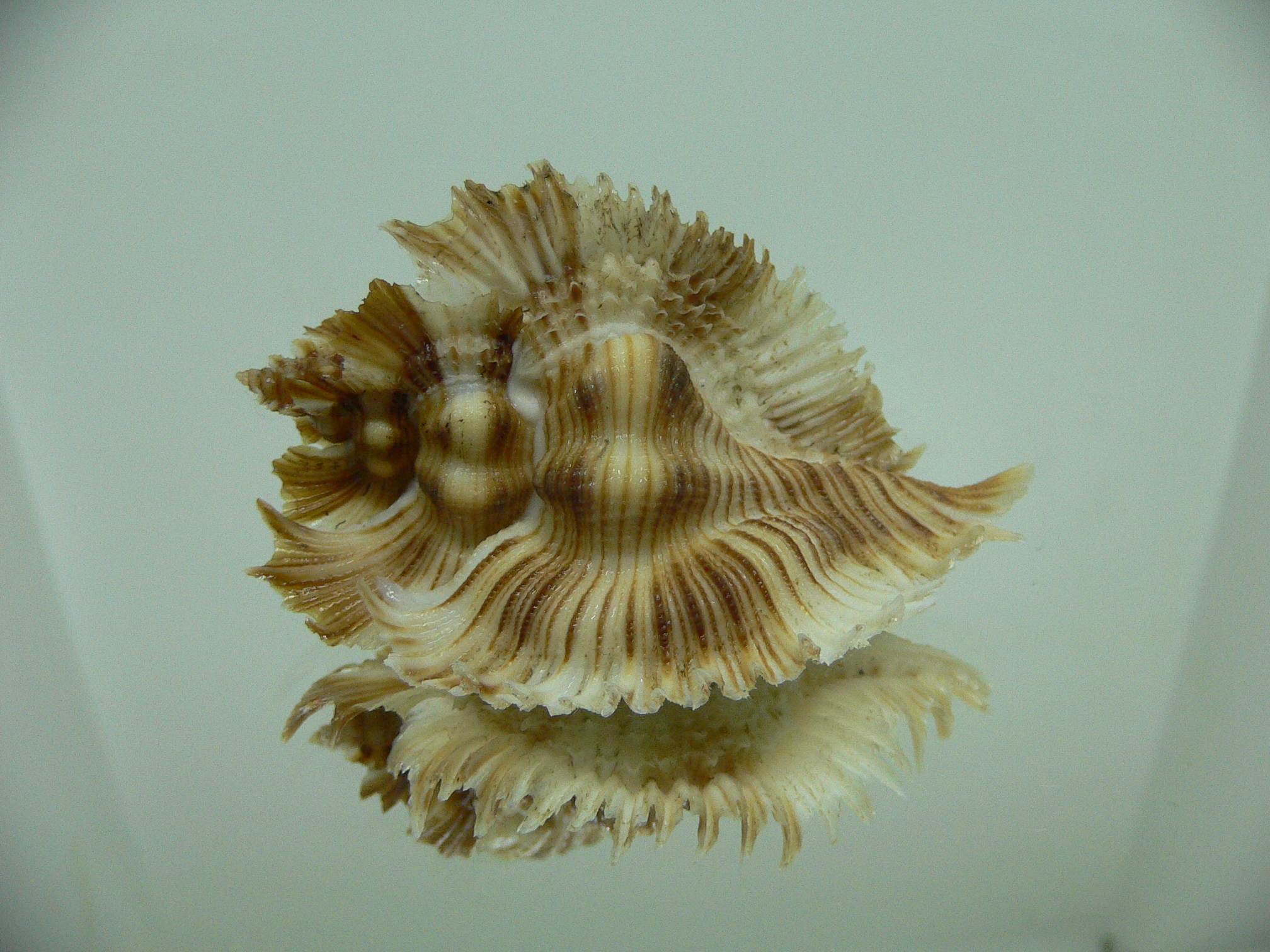 Chicoreus miyokoae STRIPES