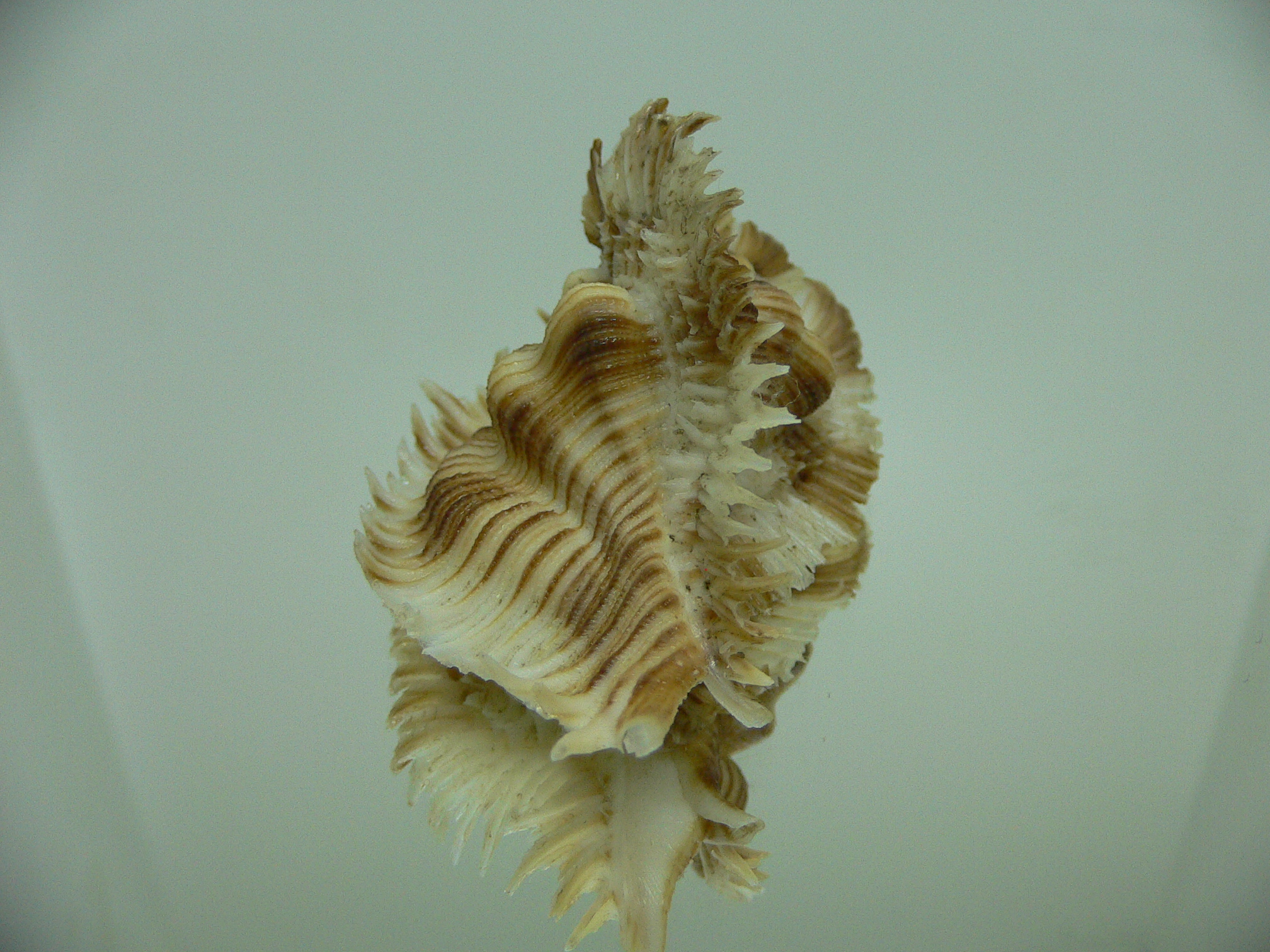 Chicoreus miyokoae STRIPES