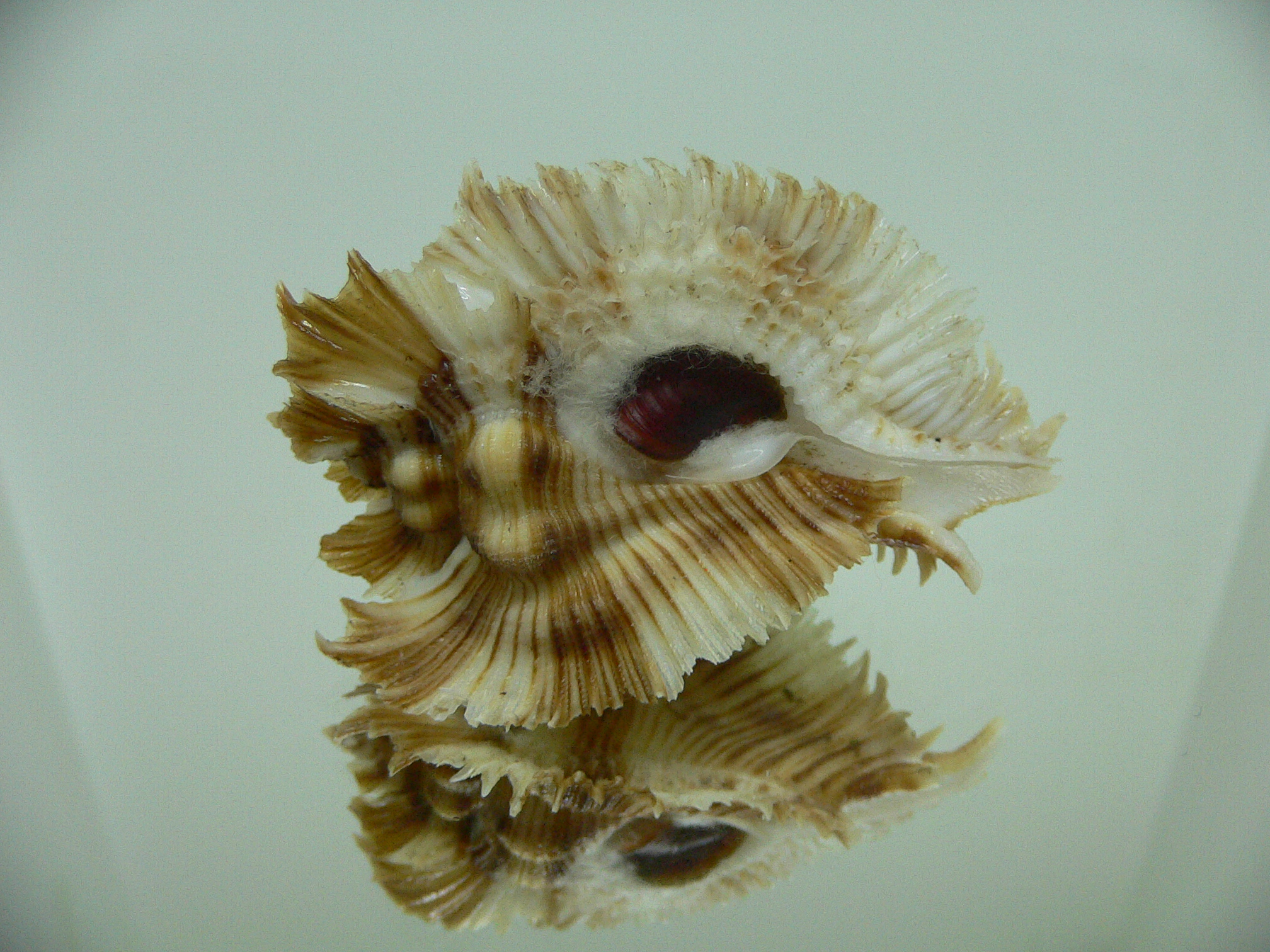 Chicoreus miyokoae STRIPES