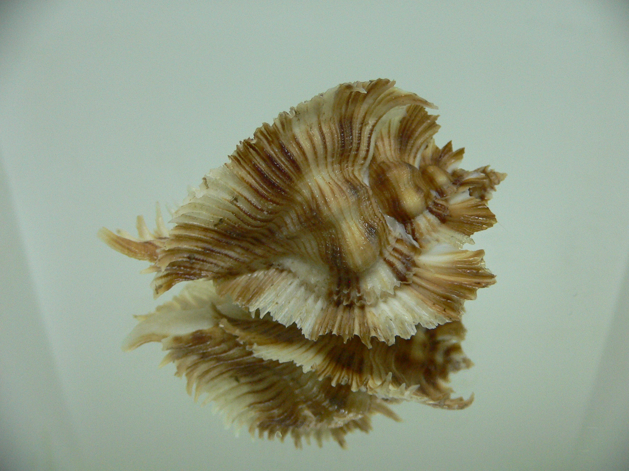 Chicoreus miyokoae STRIPES