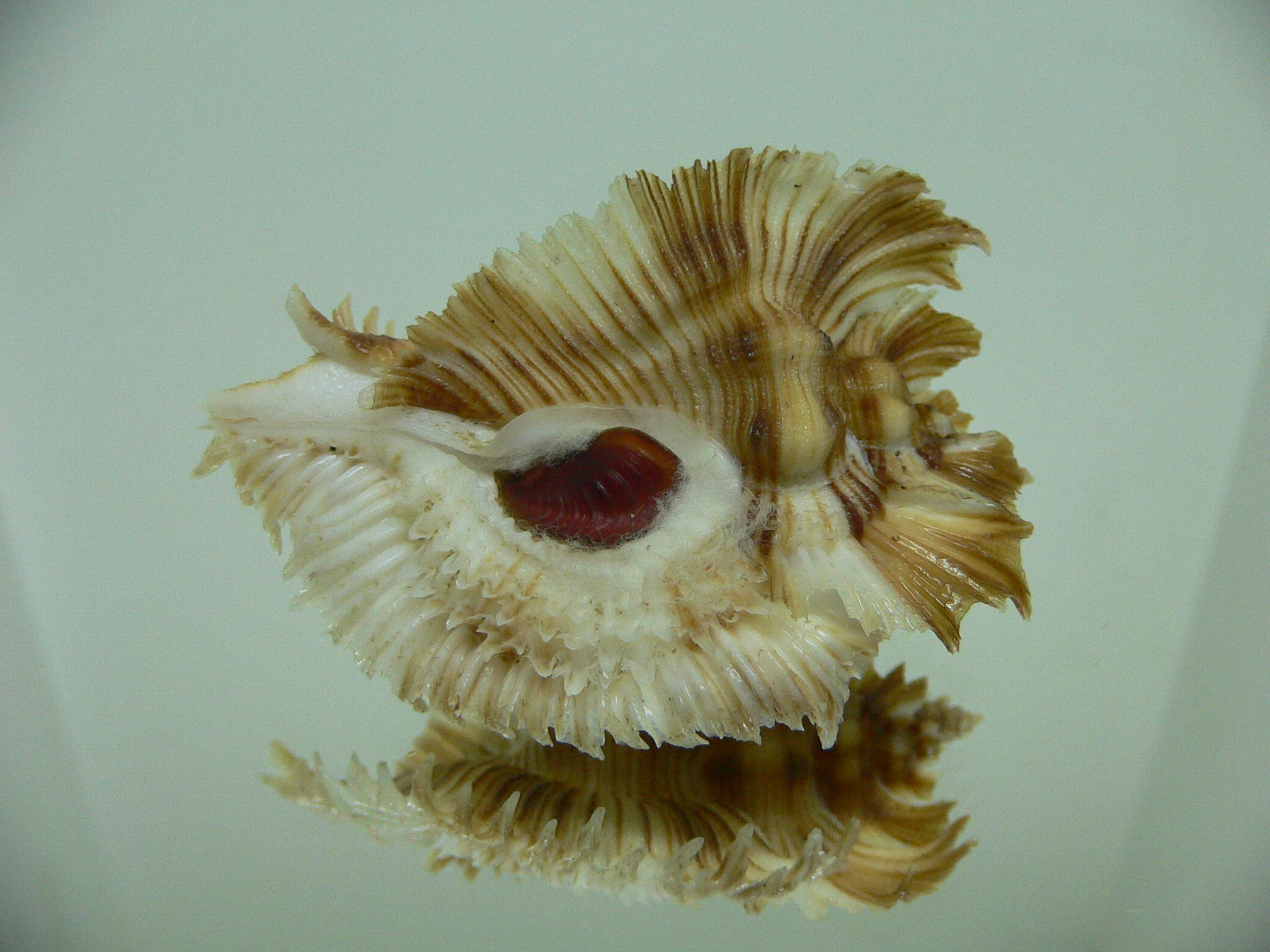 Chicoreus miyokoae STRIPES
