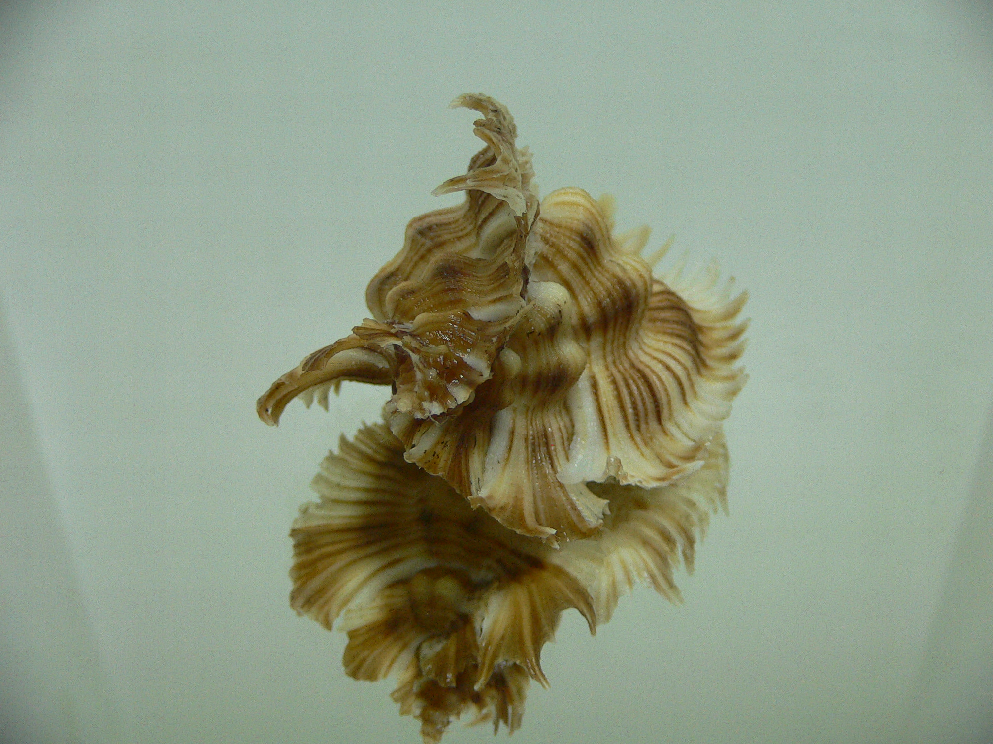 Chicoreus miyokoae STRIPES