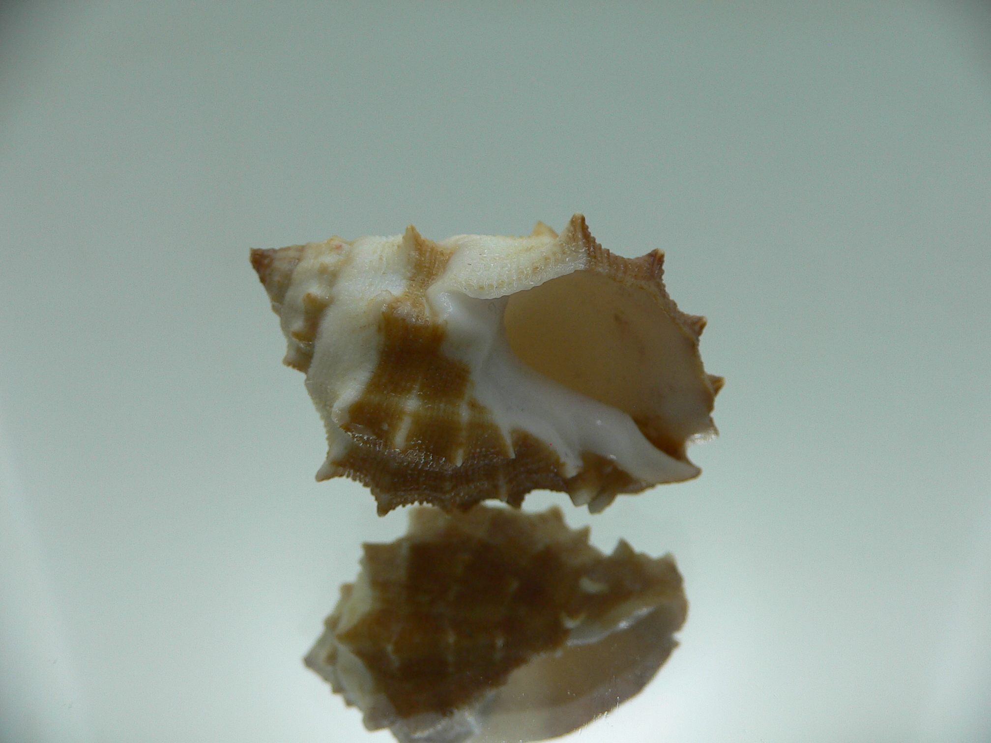 Thais (Mancinella) echinata SUPER & BICOLOR