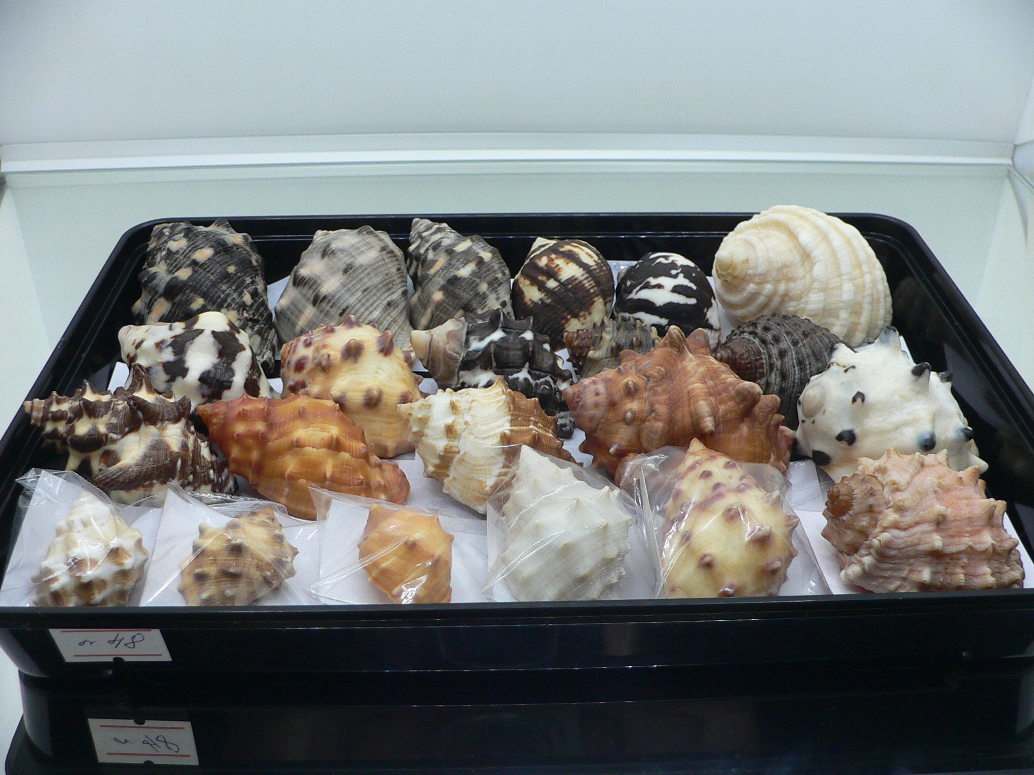 Thais (Mancinella) echinata SUPER & BICOLOR