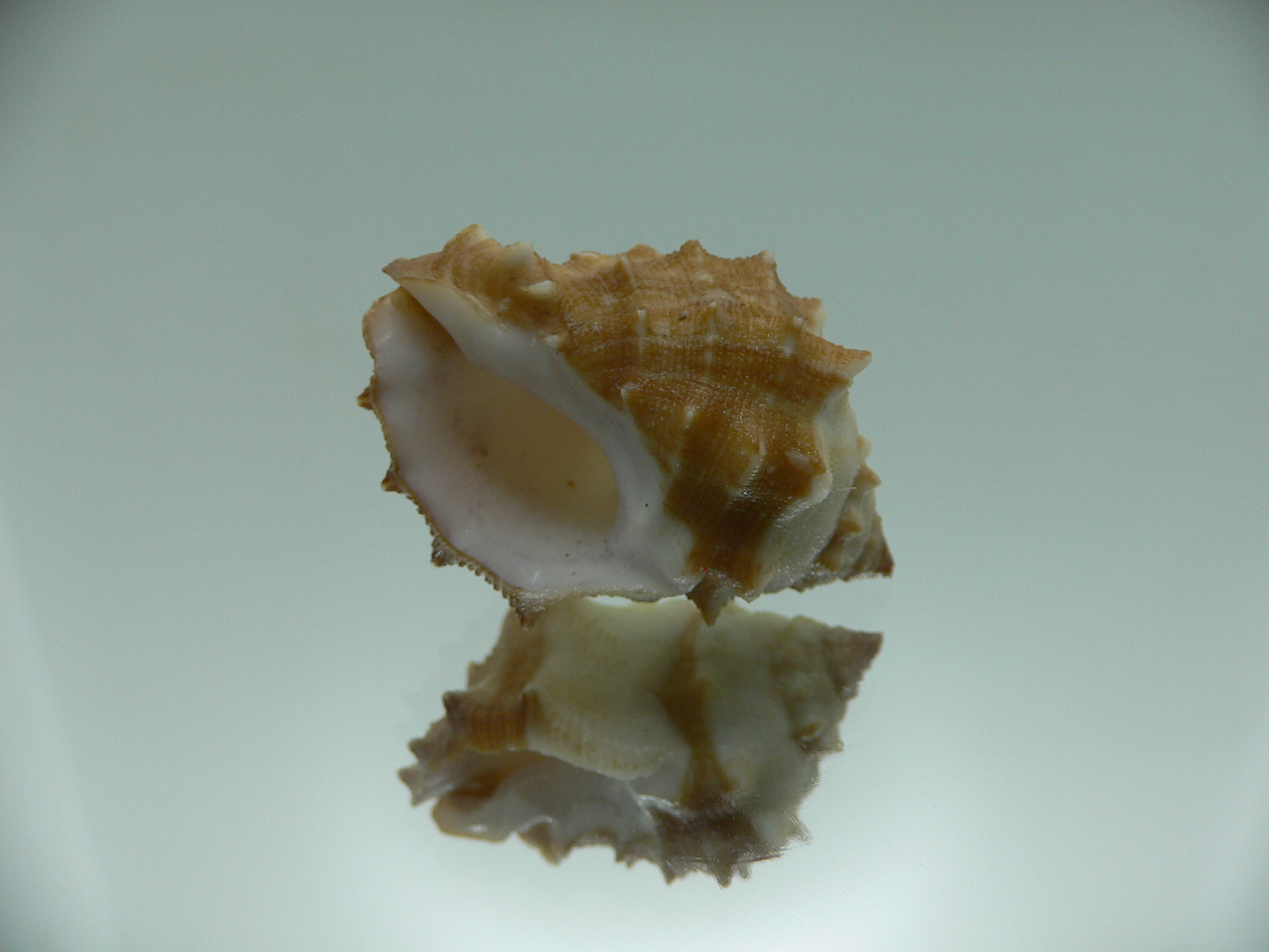 Thais (Mancinella) echinata SUPER & BICOLOR