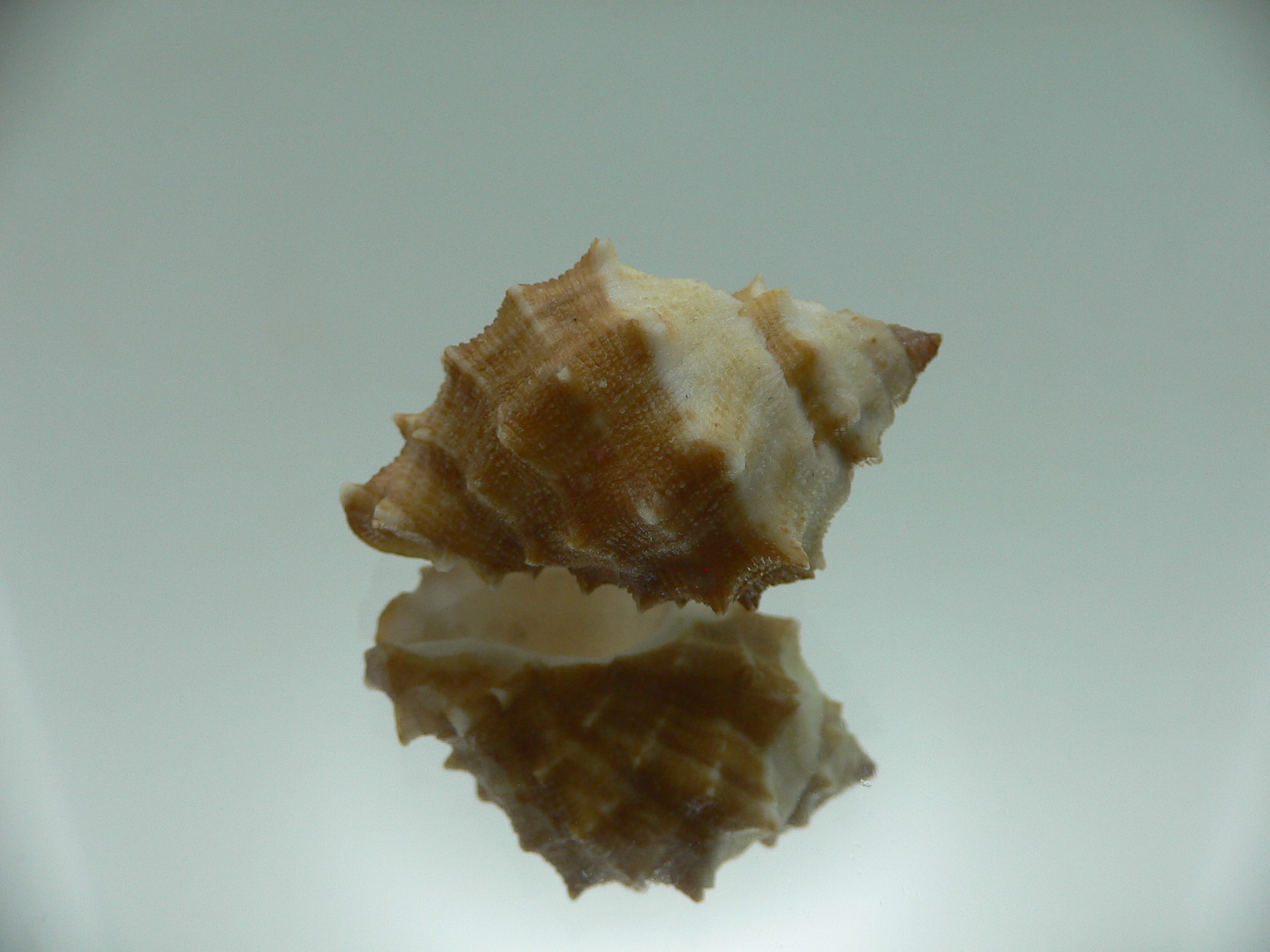 Thais (Mancinella) echinata SUPER & BICOLOR