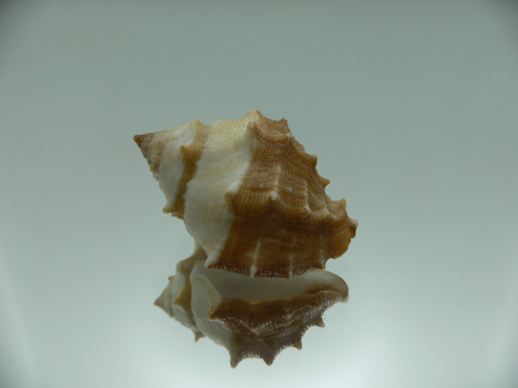 Thais (Mancinella) echinata SUPER & BICOLOR