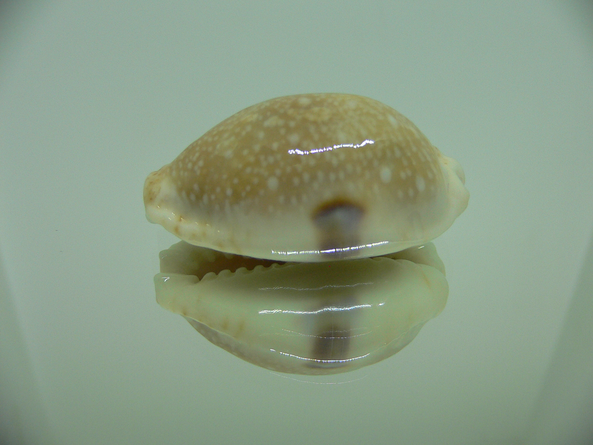 Cypraea erosa chlorizans lactescens (var.) BIG & CALLOUSED