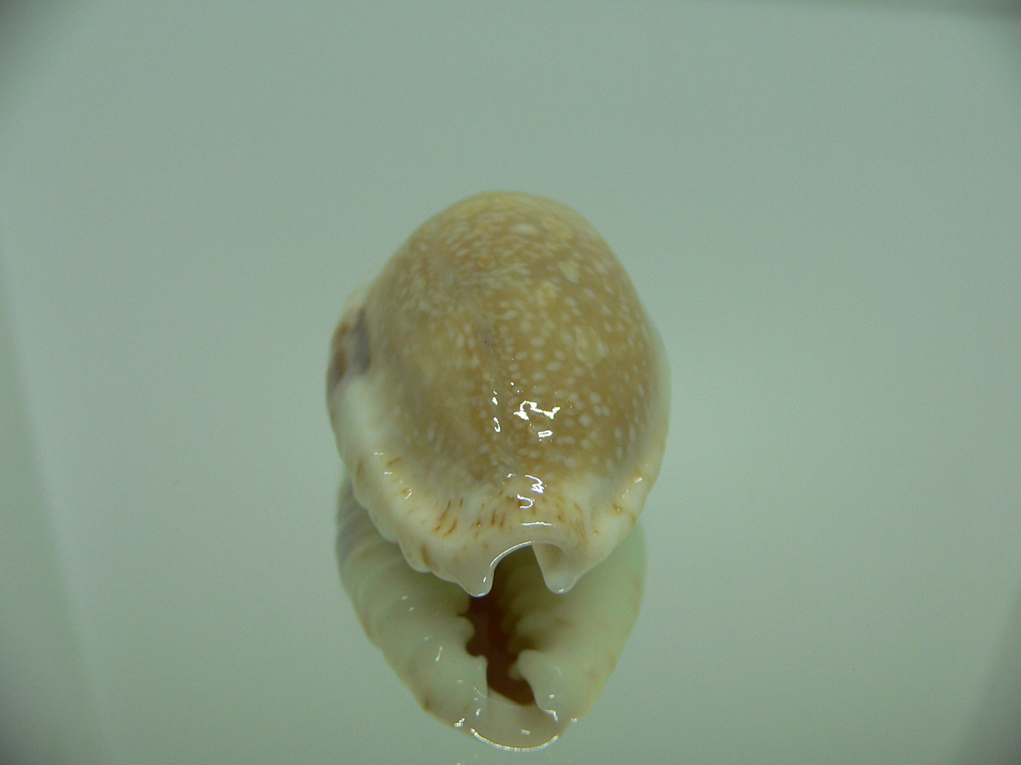 Cypraea erosa chlorizans lactescens (var.) BIG & CALLOUSED