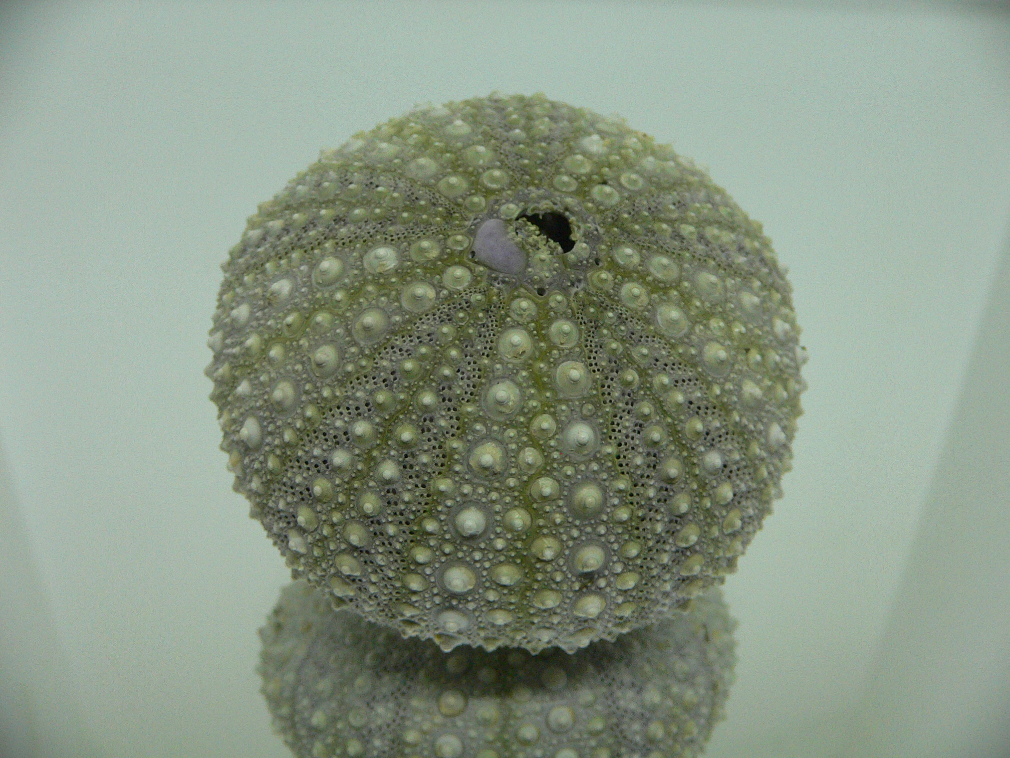 Mesocentrotus nudus BIG & GRAY