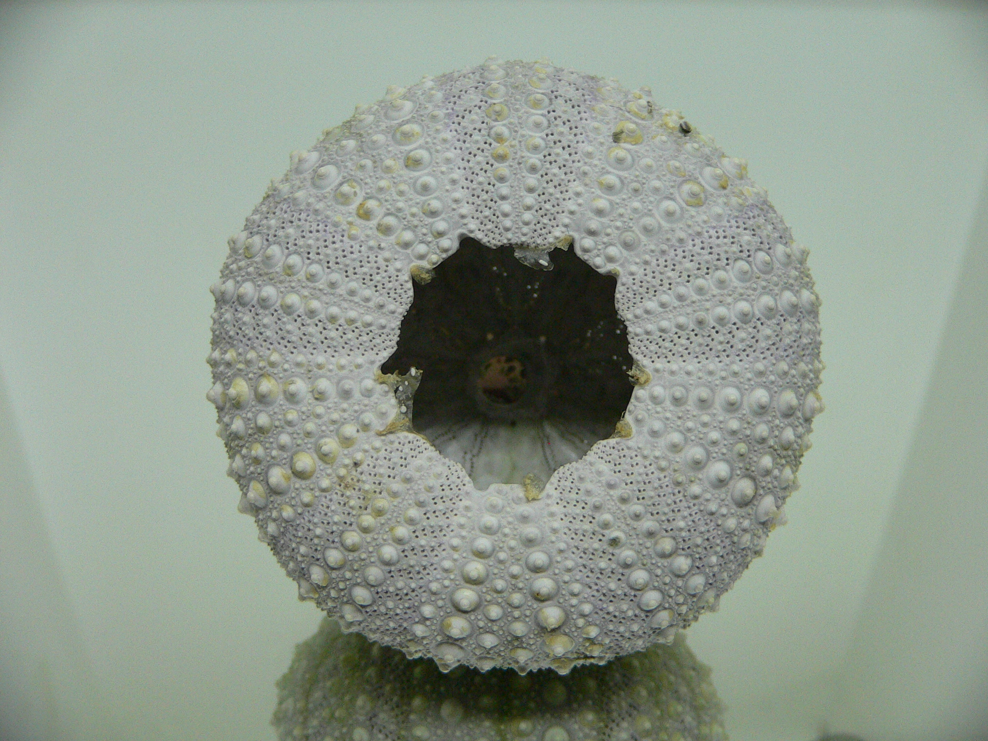 Mesocentrotus nudus BIG & GRAY