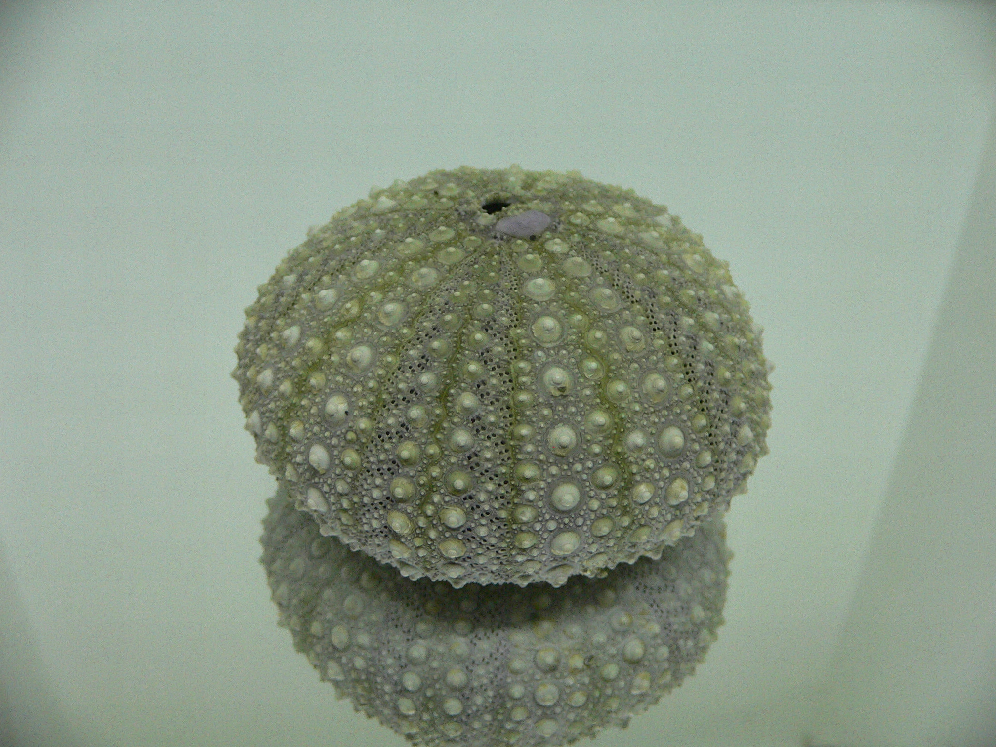 Mesocentrotus nudus BIG & GRAY