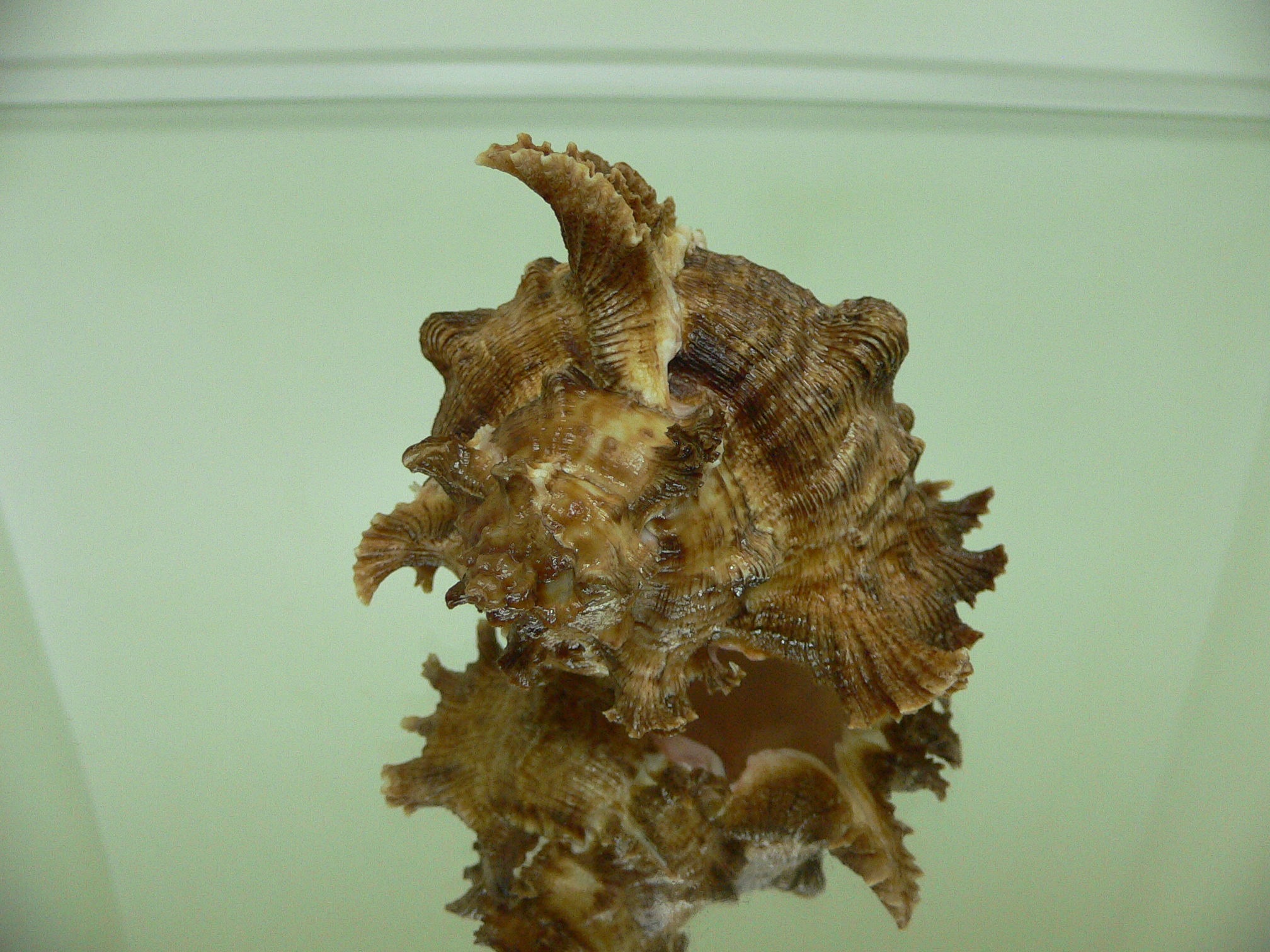 Chicoreus ramosus DARK-BROWN