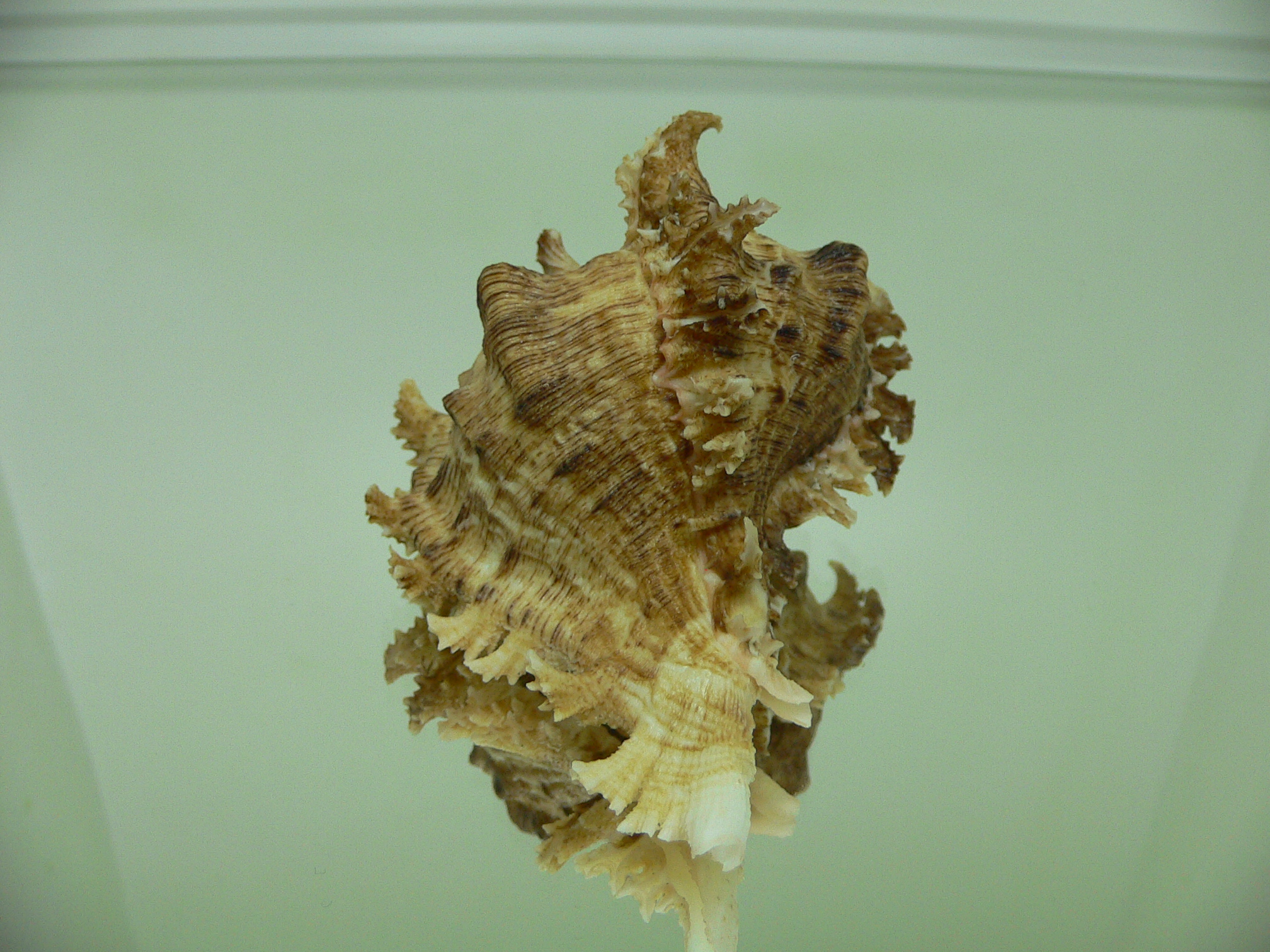 Chicoreus ramosus DARK