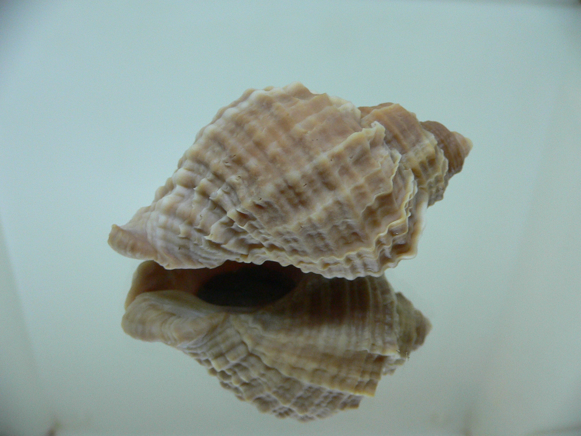 Nucella freycinetii freycinetii RIBBED