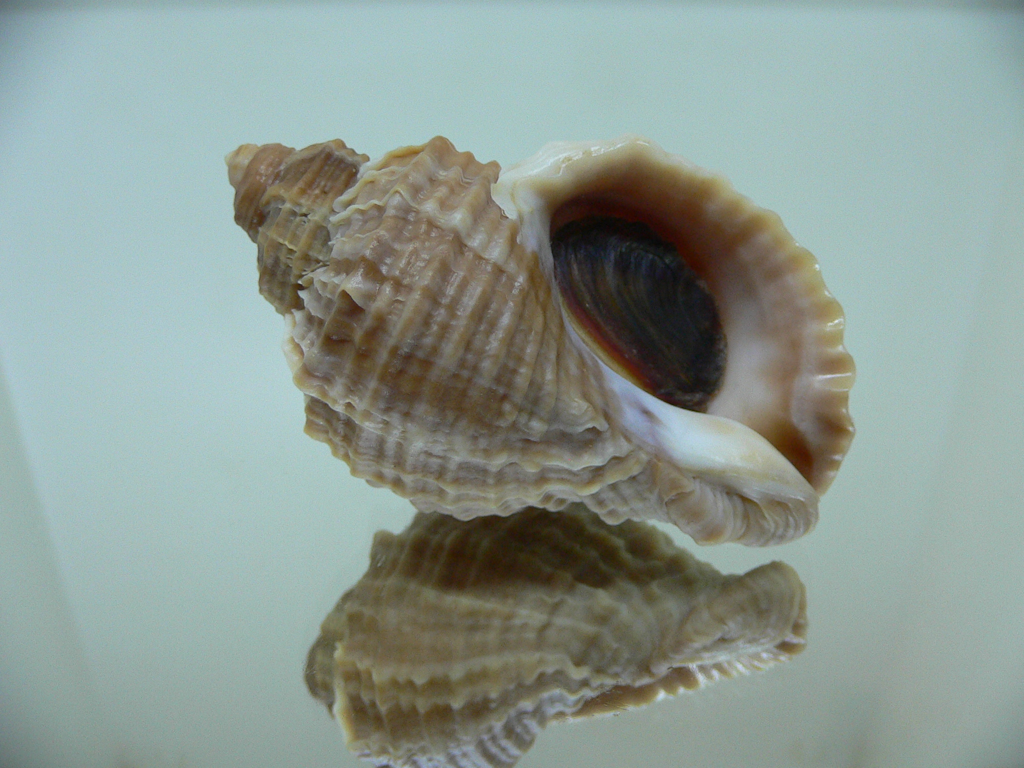 Nucella freycinetii freycinetii RIBBED