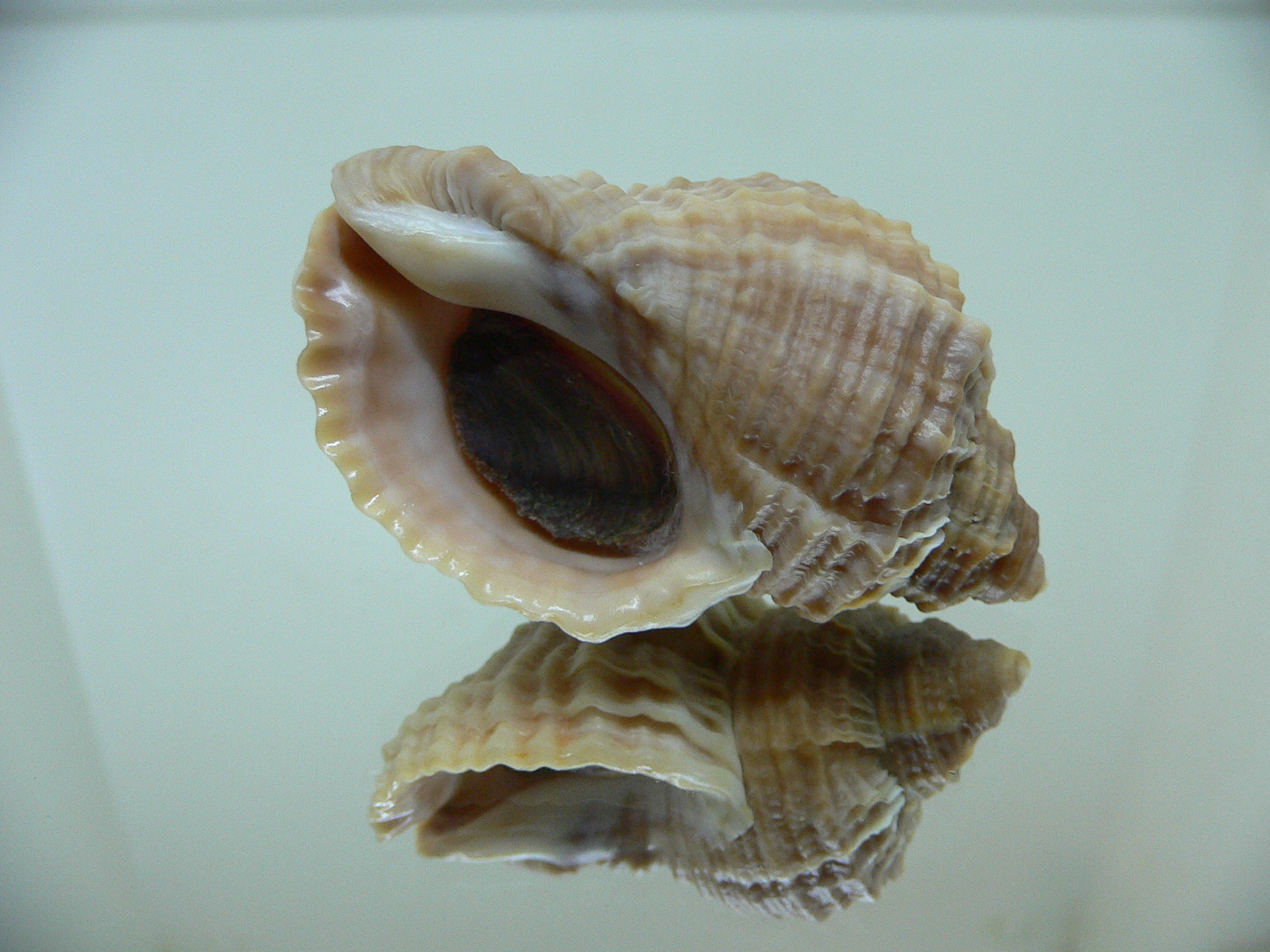 Nucella freycinetii freycinetii RIBBED