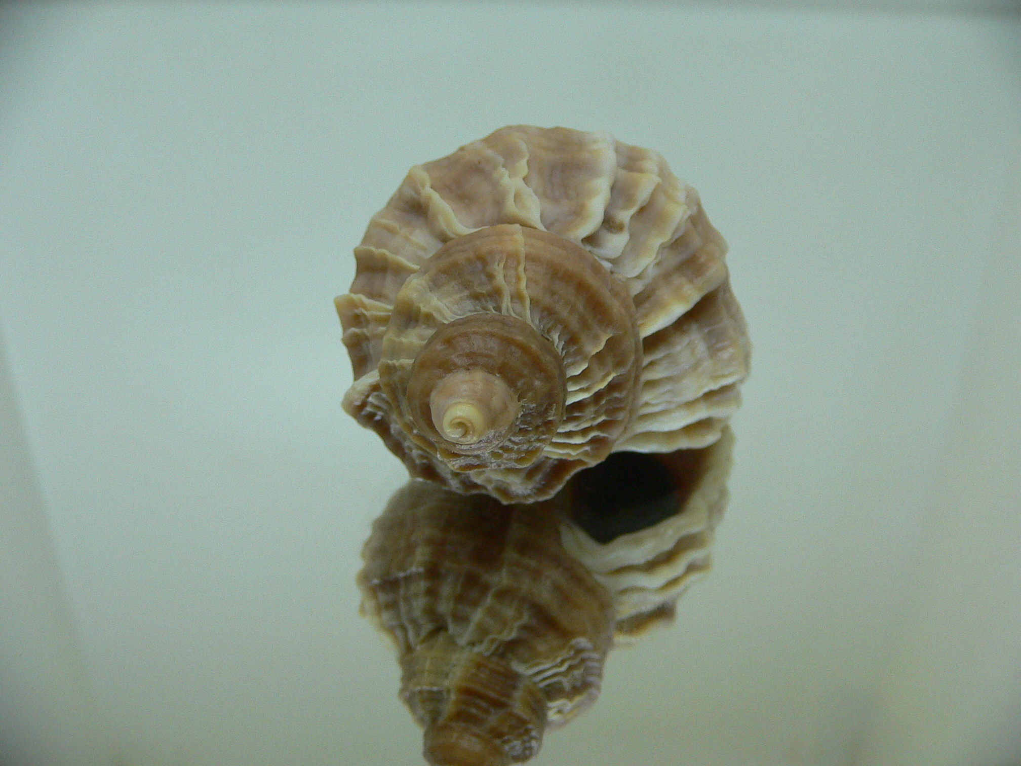 Nucella freycinetii freycinetii RIBBED