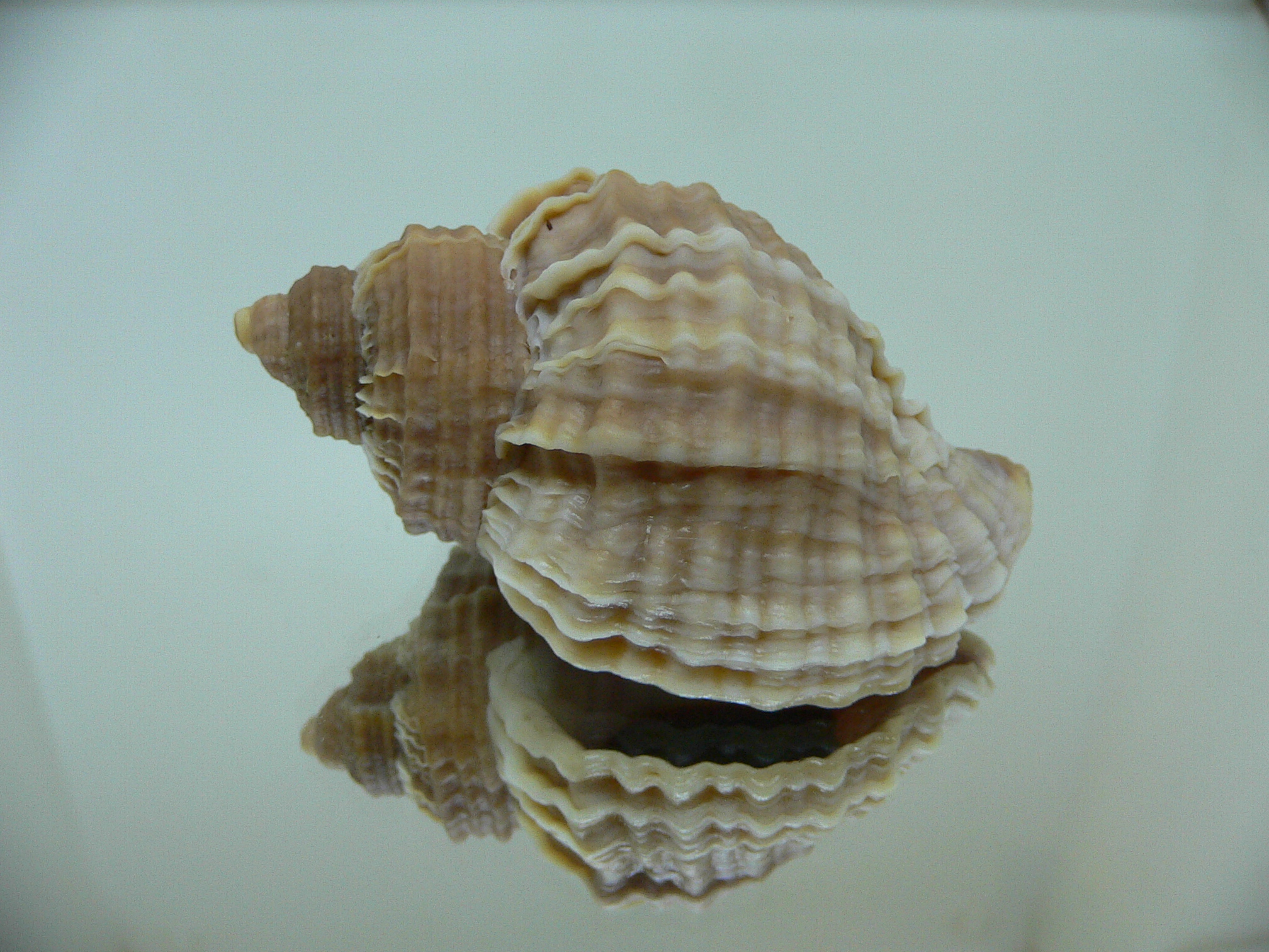 Nucella freycinetii freycinetii RIBBED