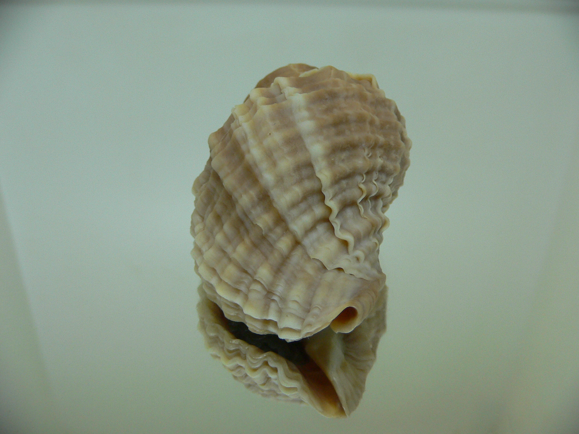 Nucella freycinetii freycinetii RIBBED