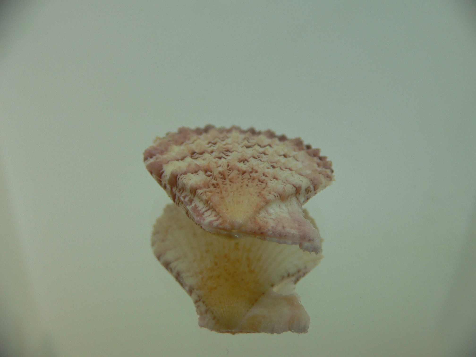 Semipallium aktinos MOTLEY