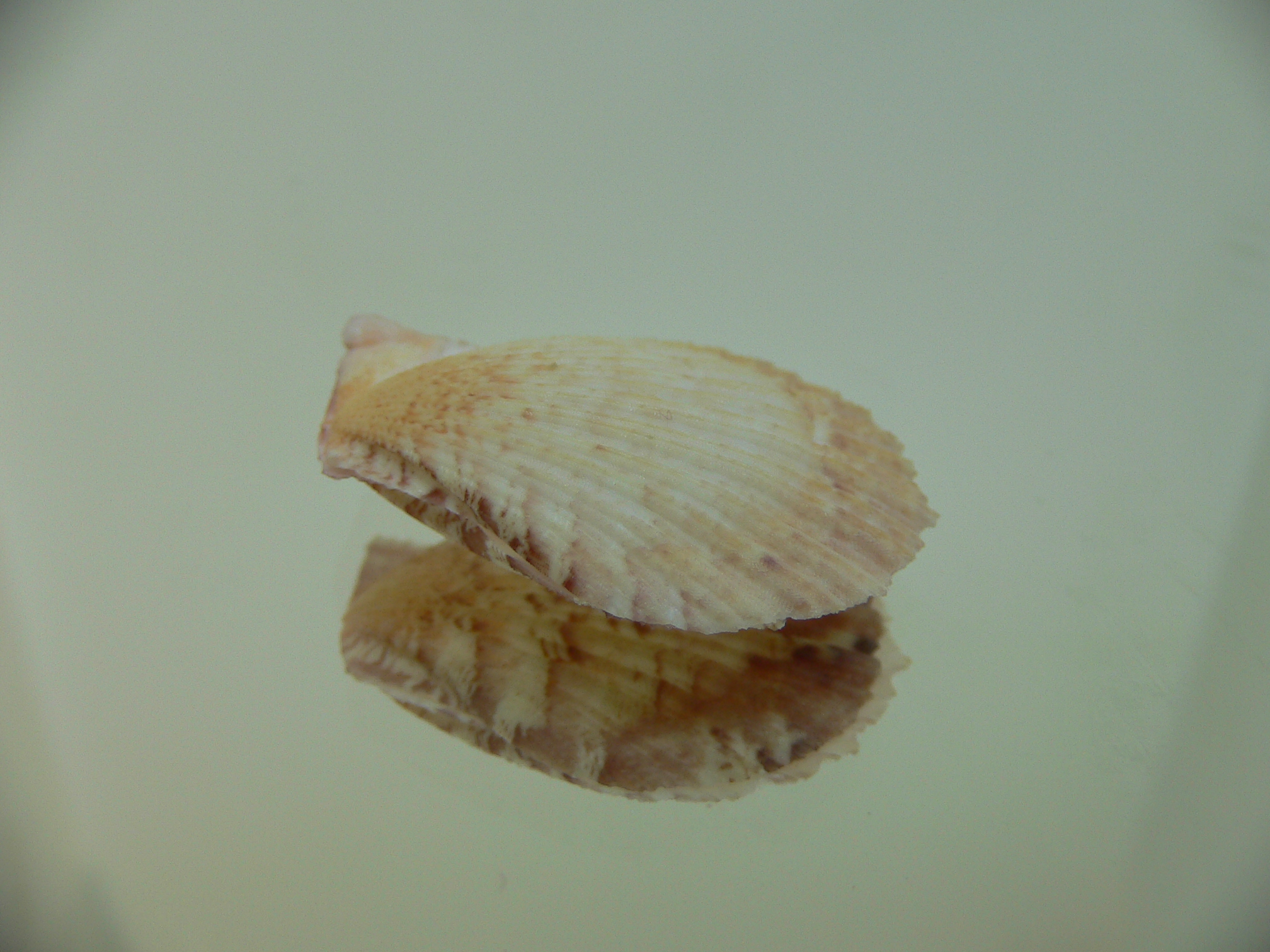 Semipallium aktinos MOTLEY