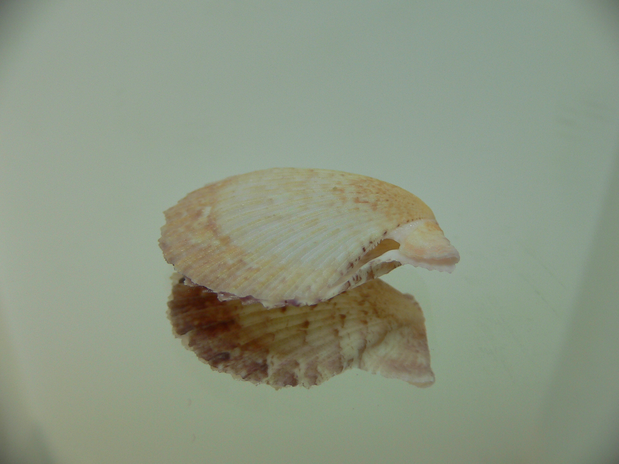 Semipallium aktinos MOTLEY