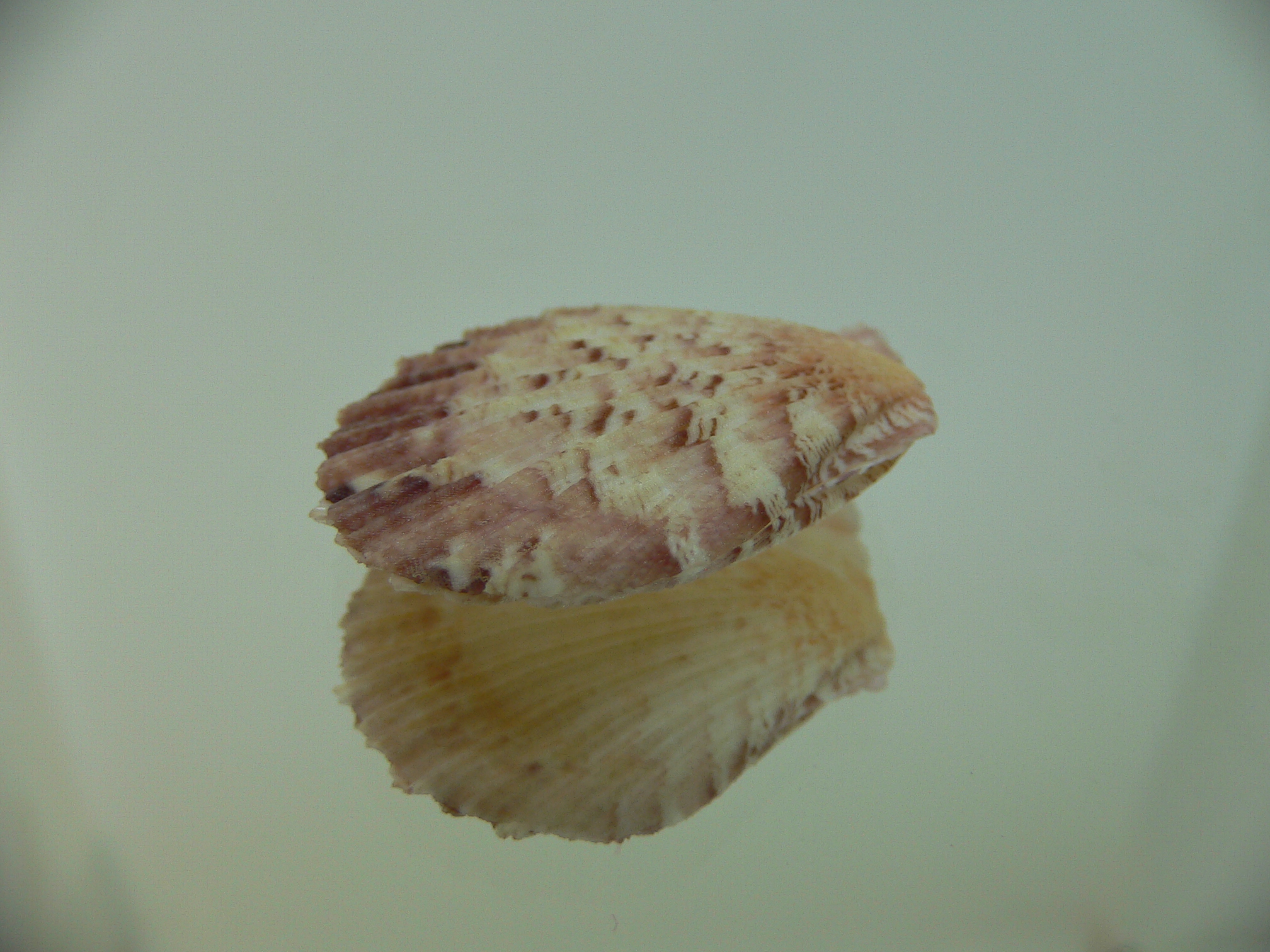 Semipallium aktinos MOTLEY