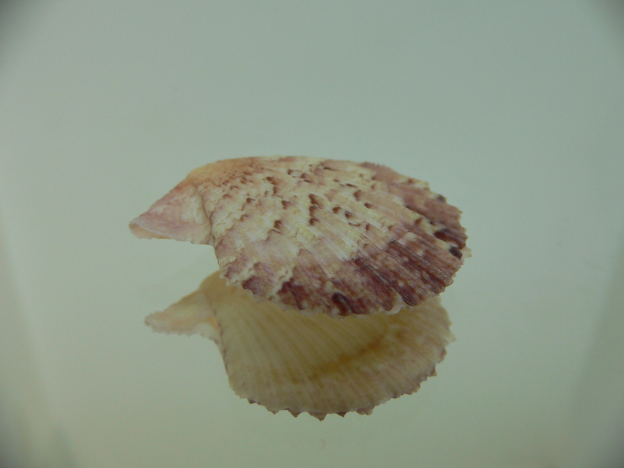 Semipallium aktinos MOTLEY