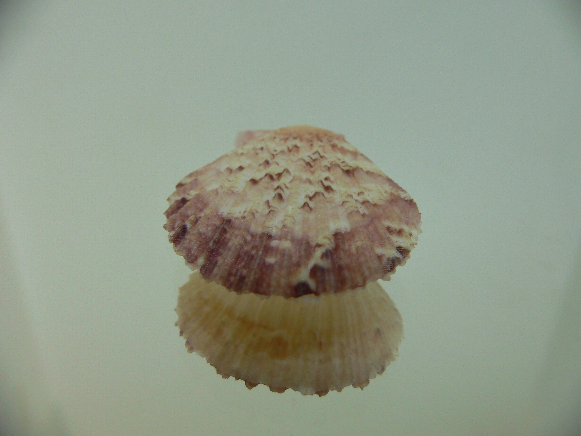 Semipallium aktinos MOTLEY