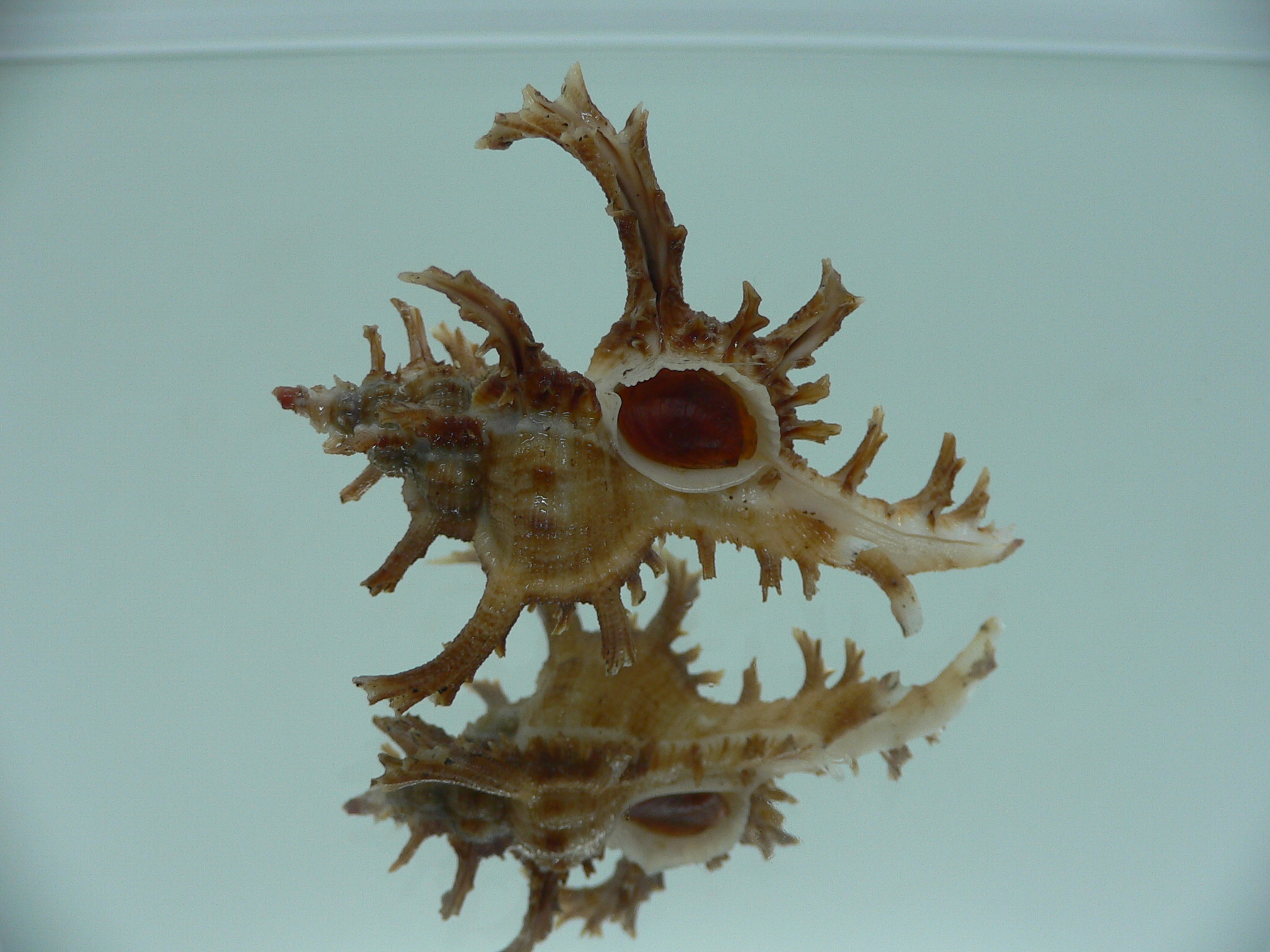 Chicoreus axicornis DARK BROWN