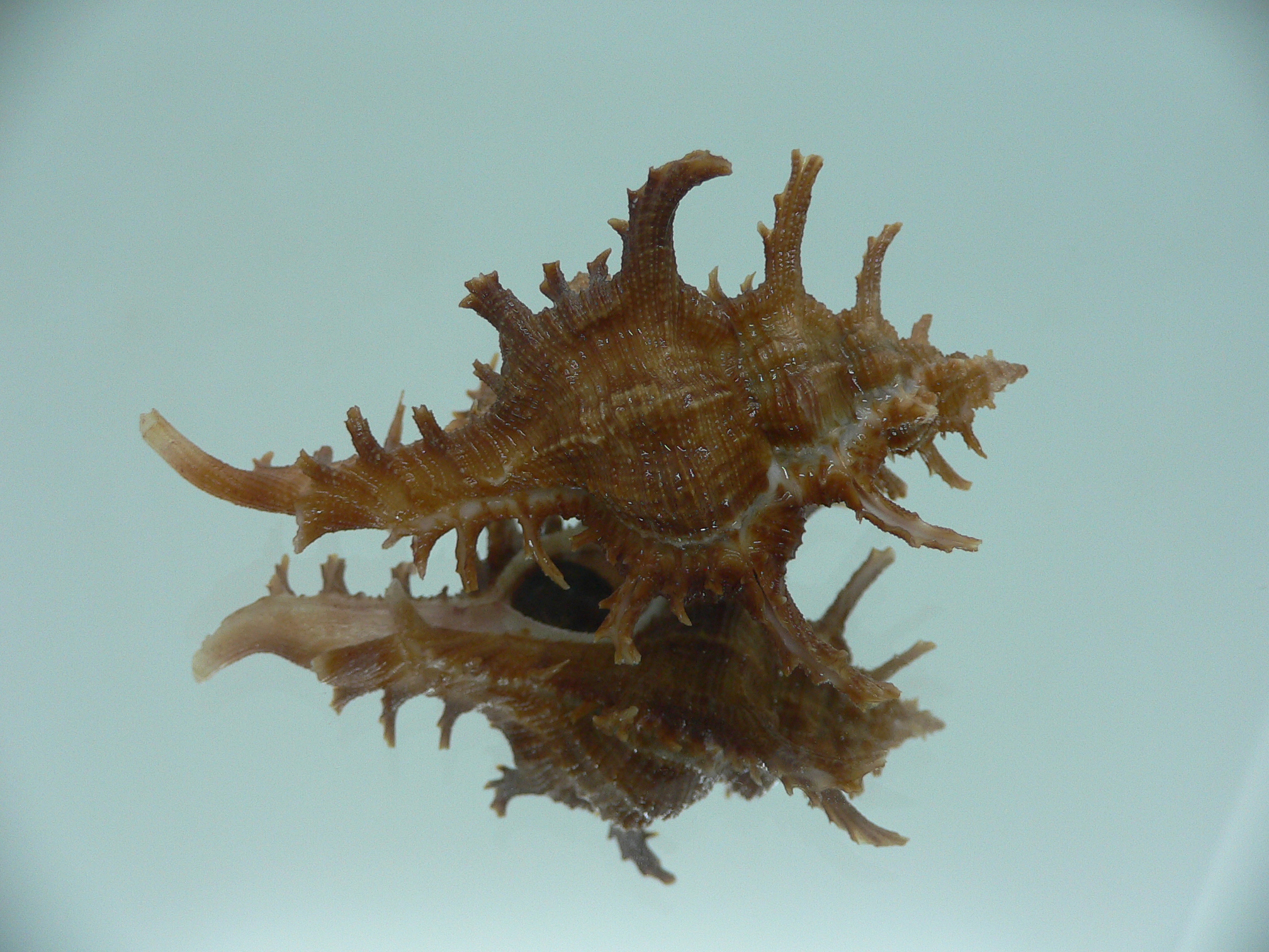 Chicoreus axicornis SPINY