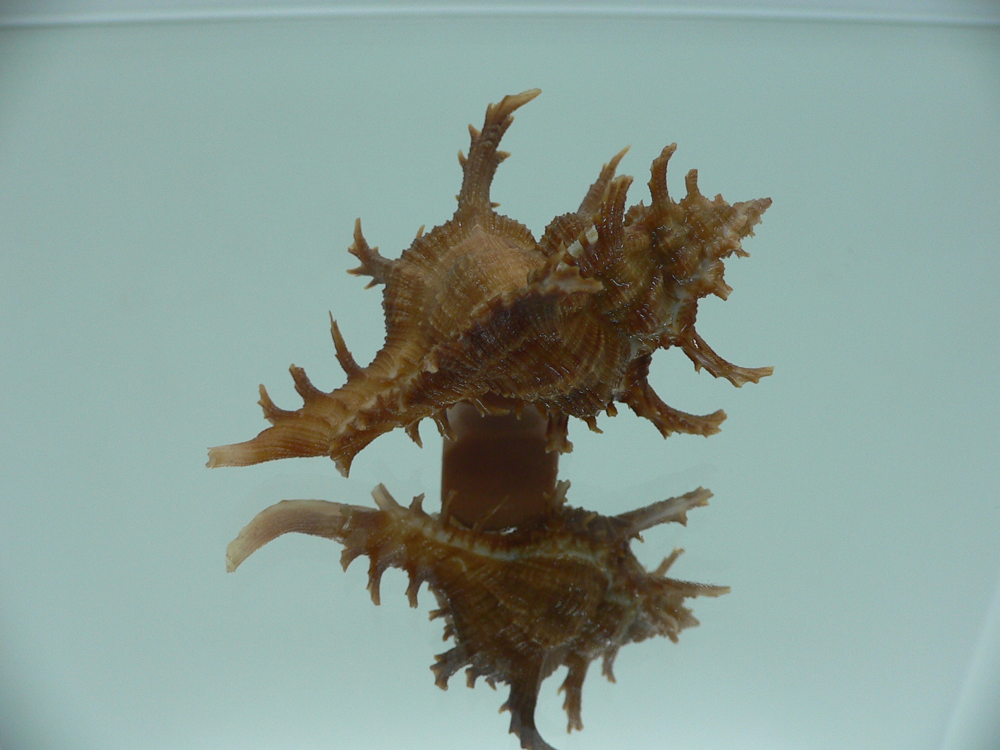 Chicoreus axicornis SPINY