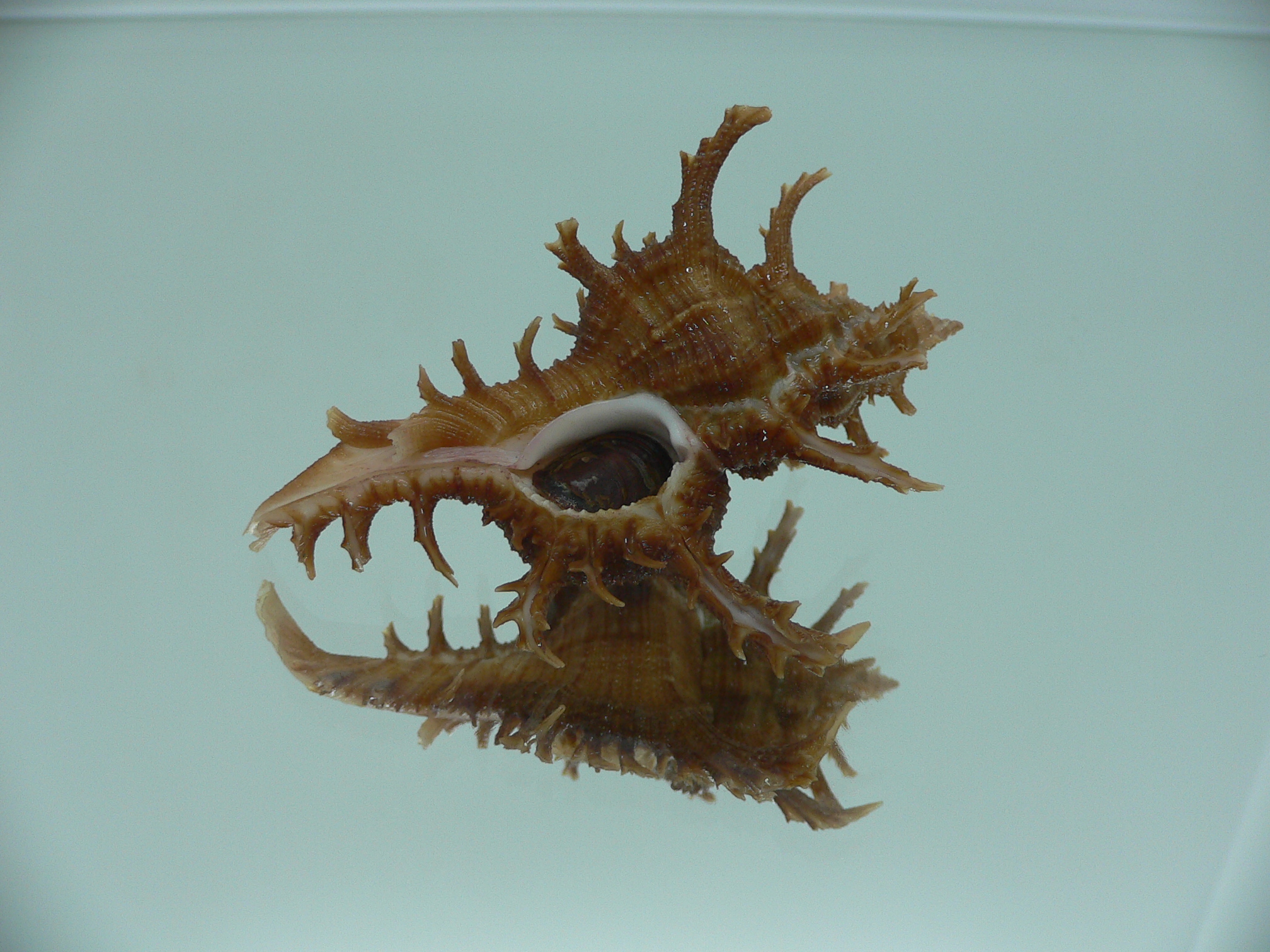Chicoreus axicornis SPINY