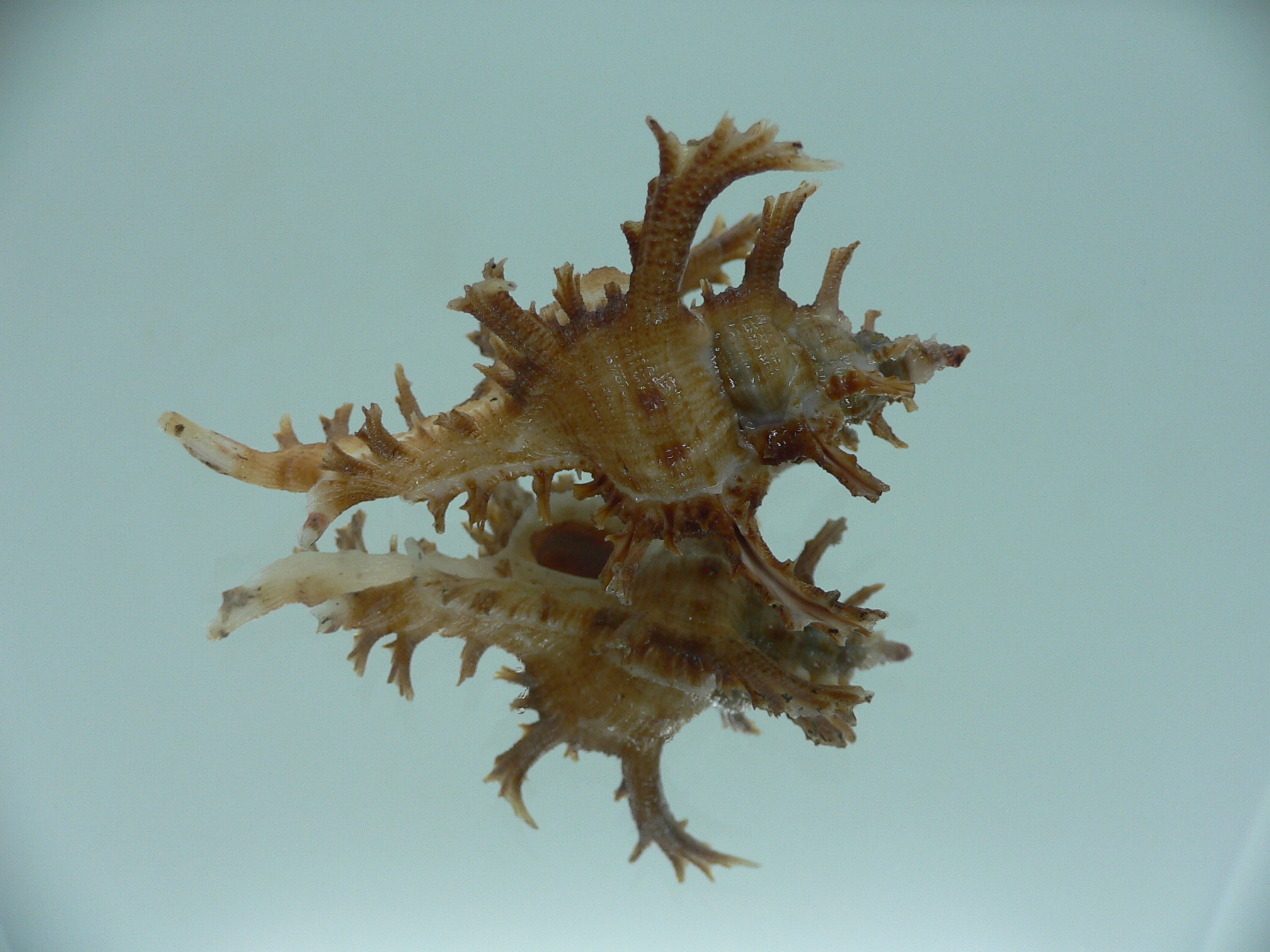 Chicoreus axicornis DARK BROWN