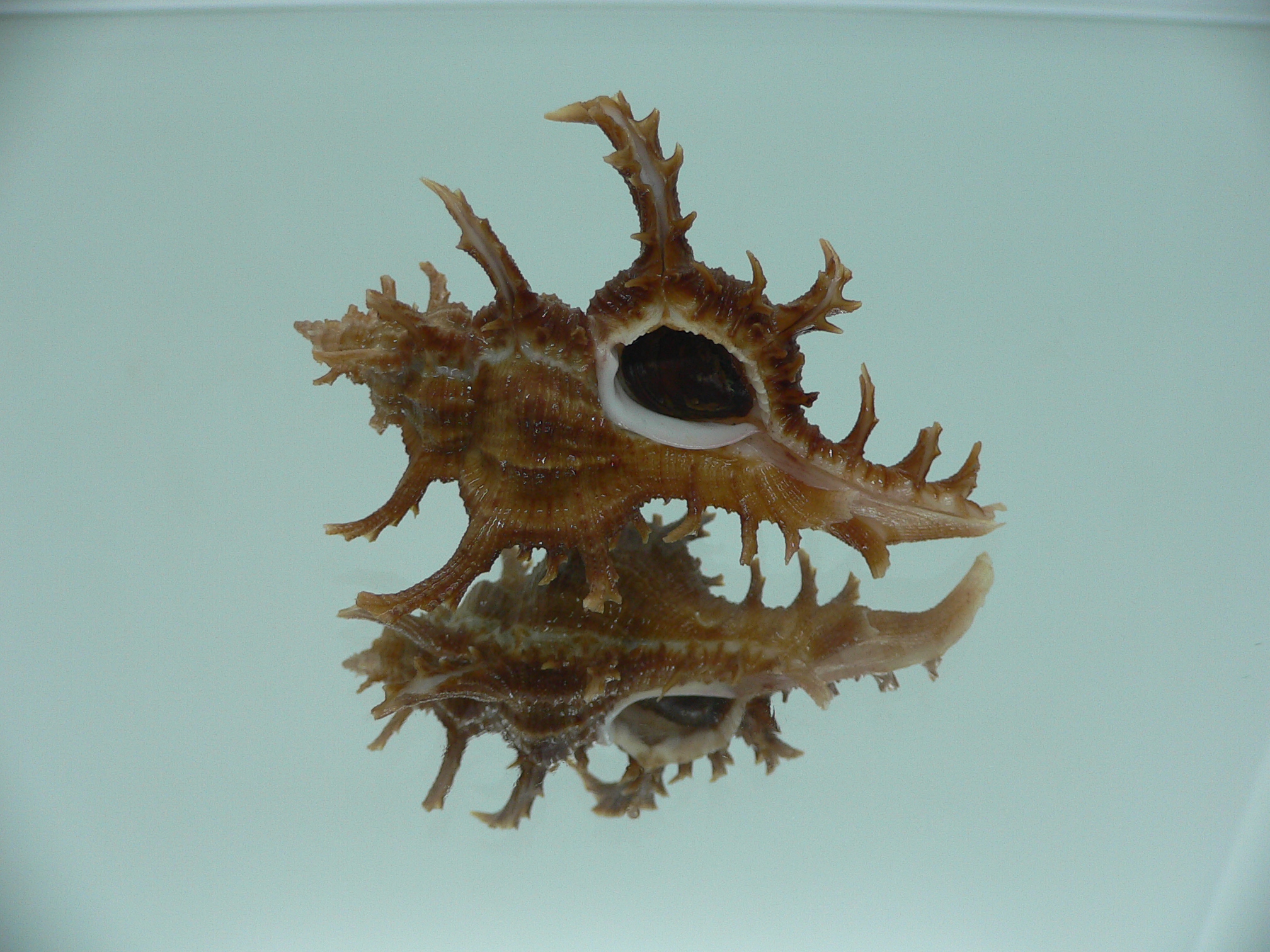 Chicoreus axicornis SPINY