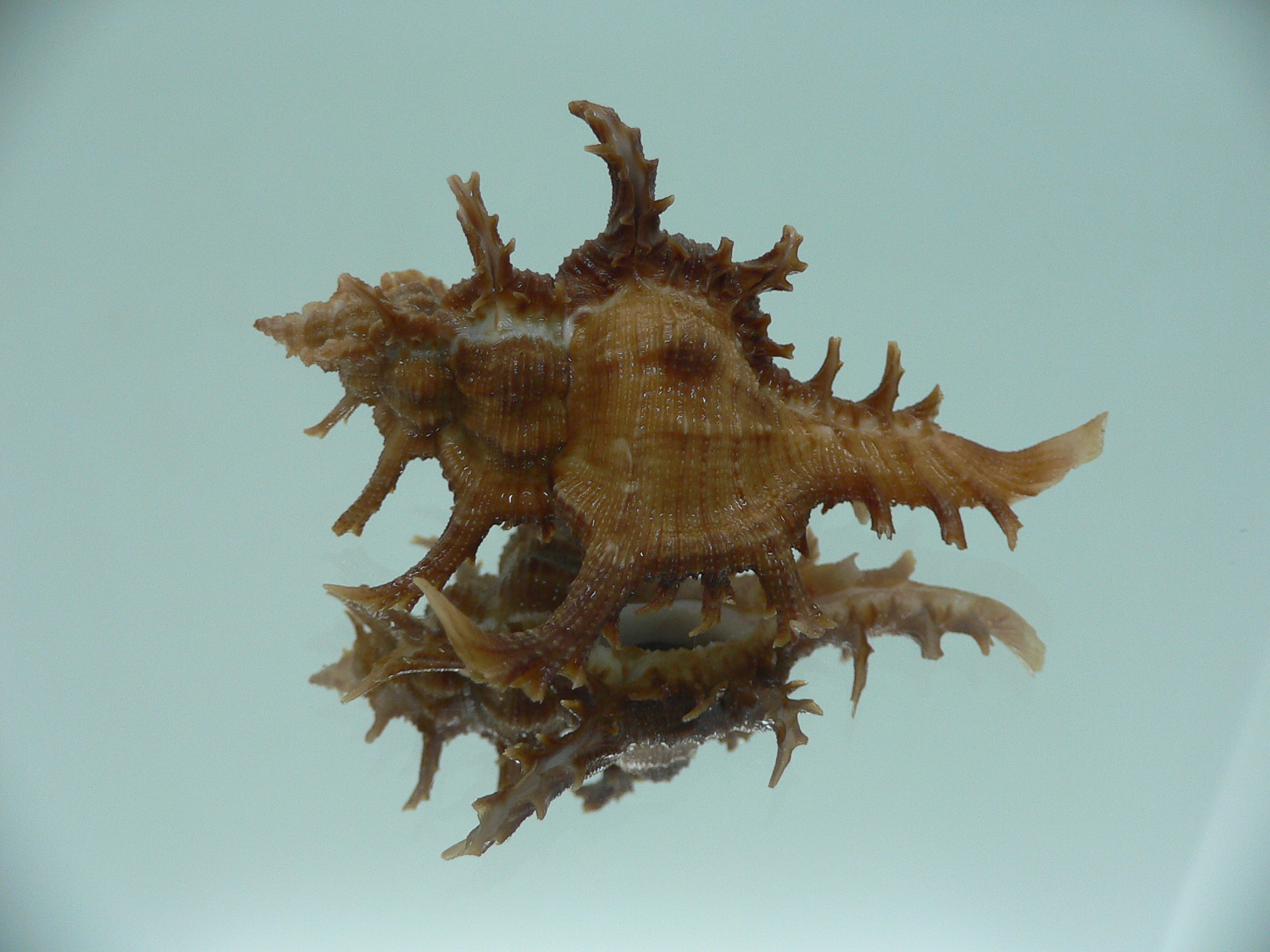 Chicoreus axicornis SPINY