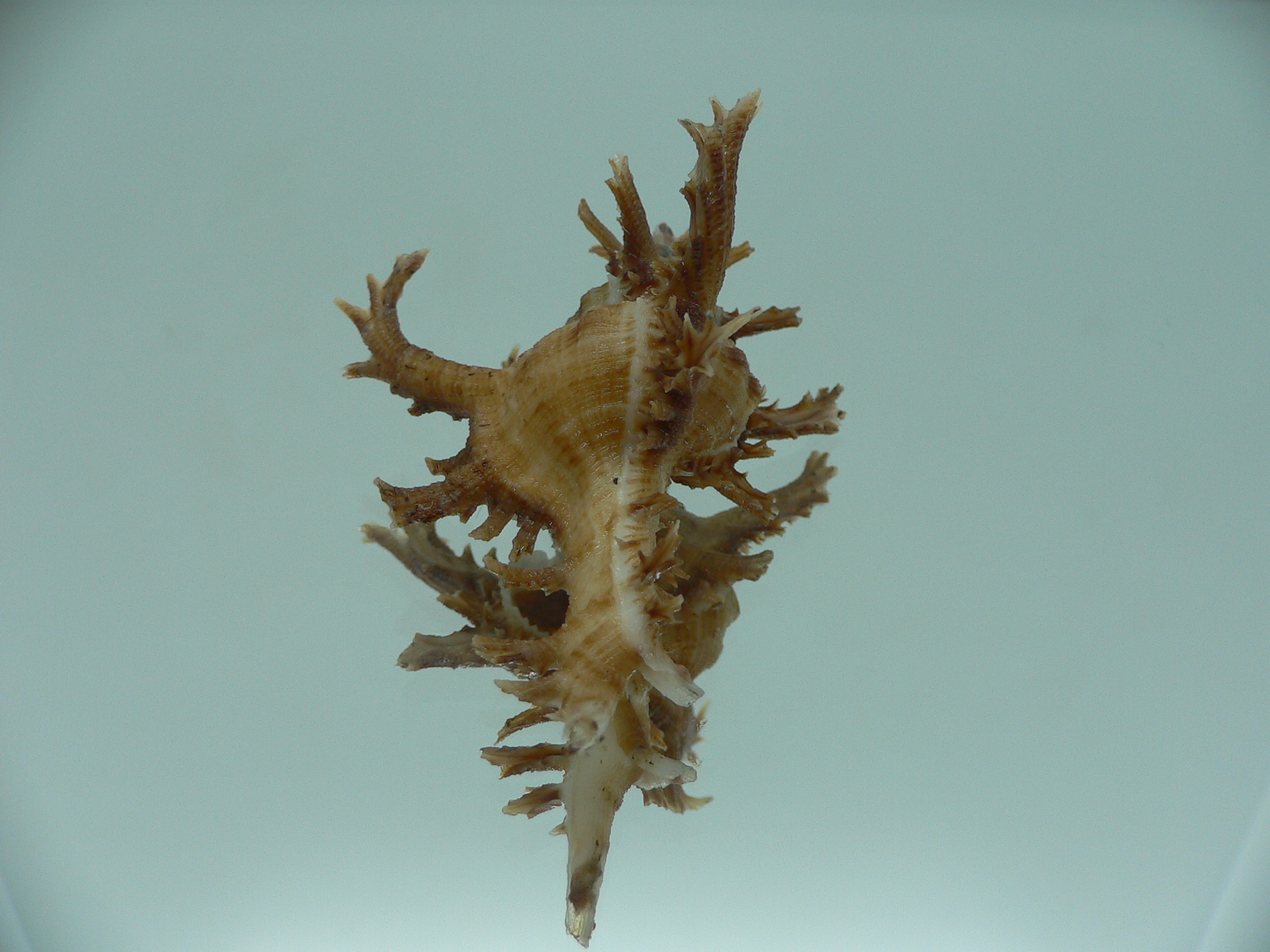 Chicoreus axicornis DARK BROWN