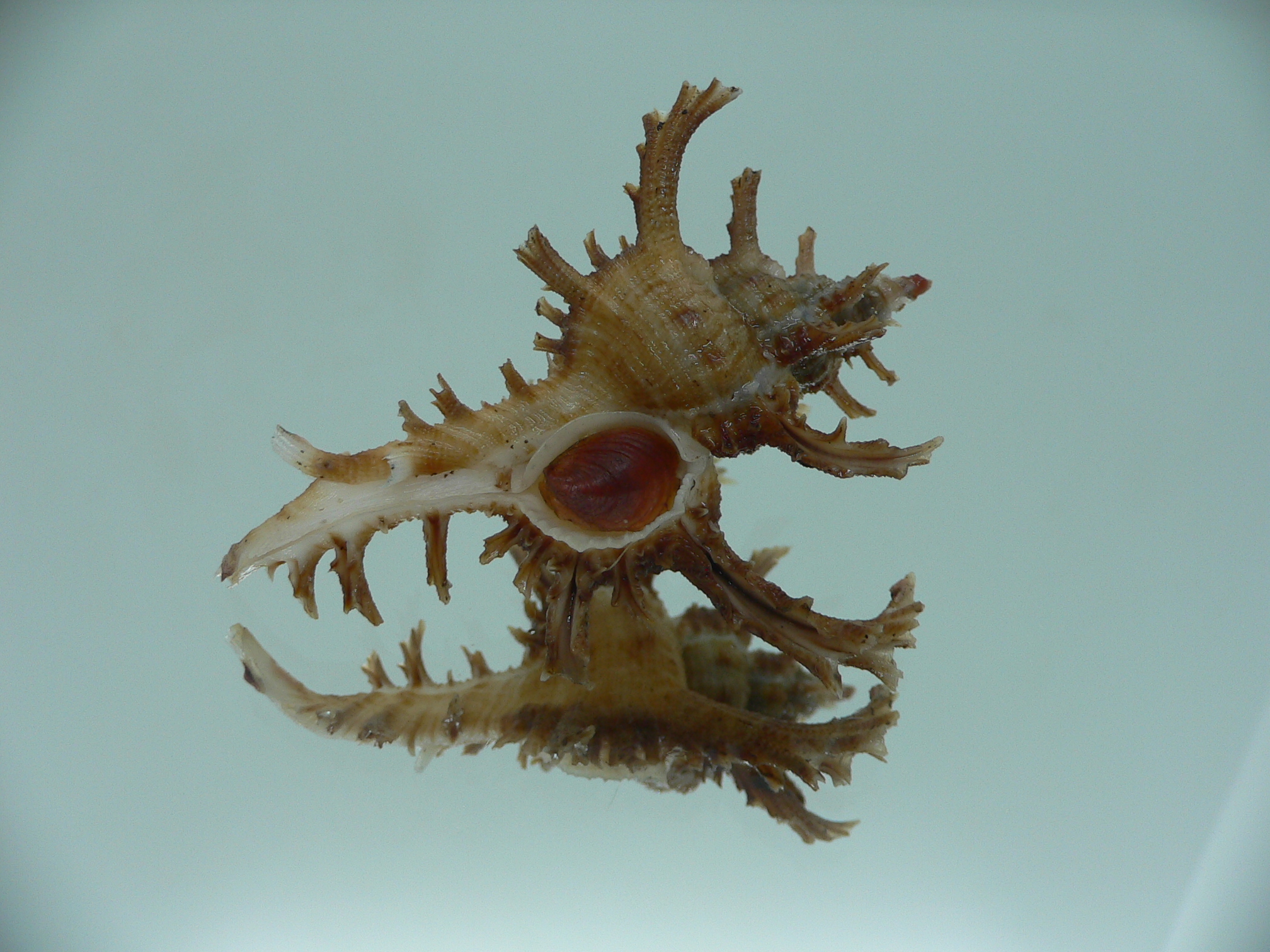 Chicoreus axicornis DARK BROWN