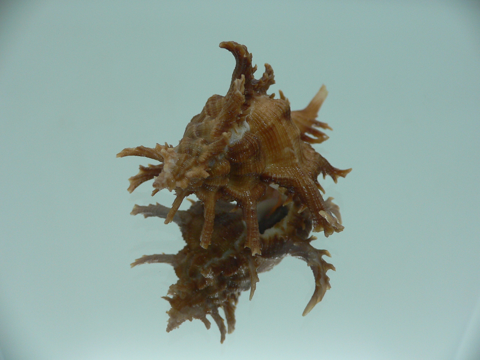 Chicoreus axicornis SPINY