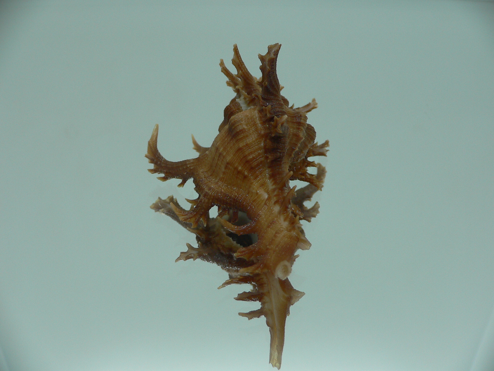 Chicoreus axicornis SPINY