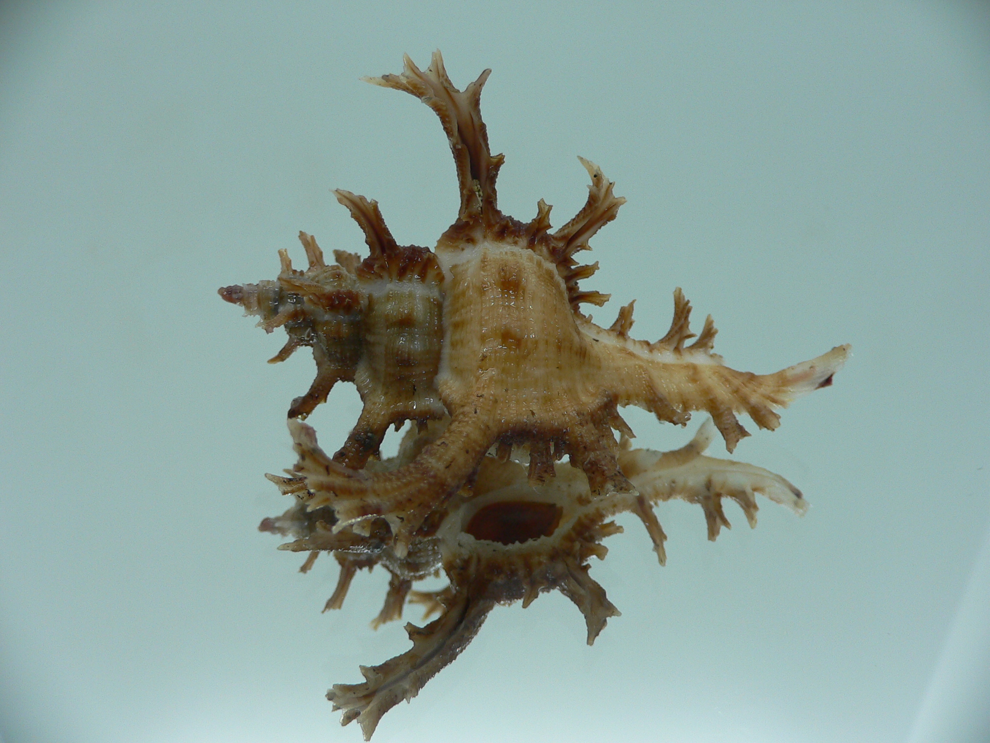 Chicoreus axicornis DARK BROWN