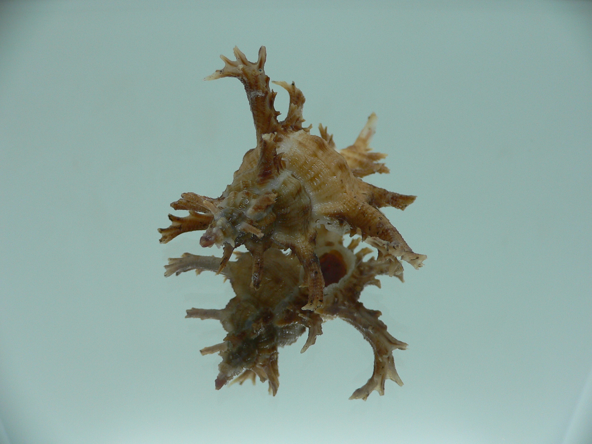 Chicoreus axicornis DARK BROWN