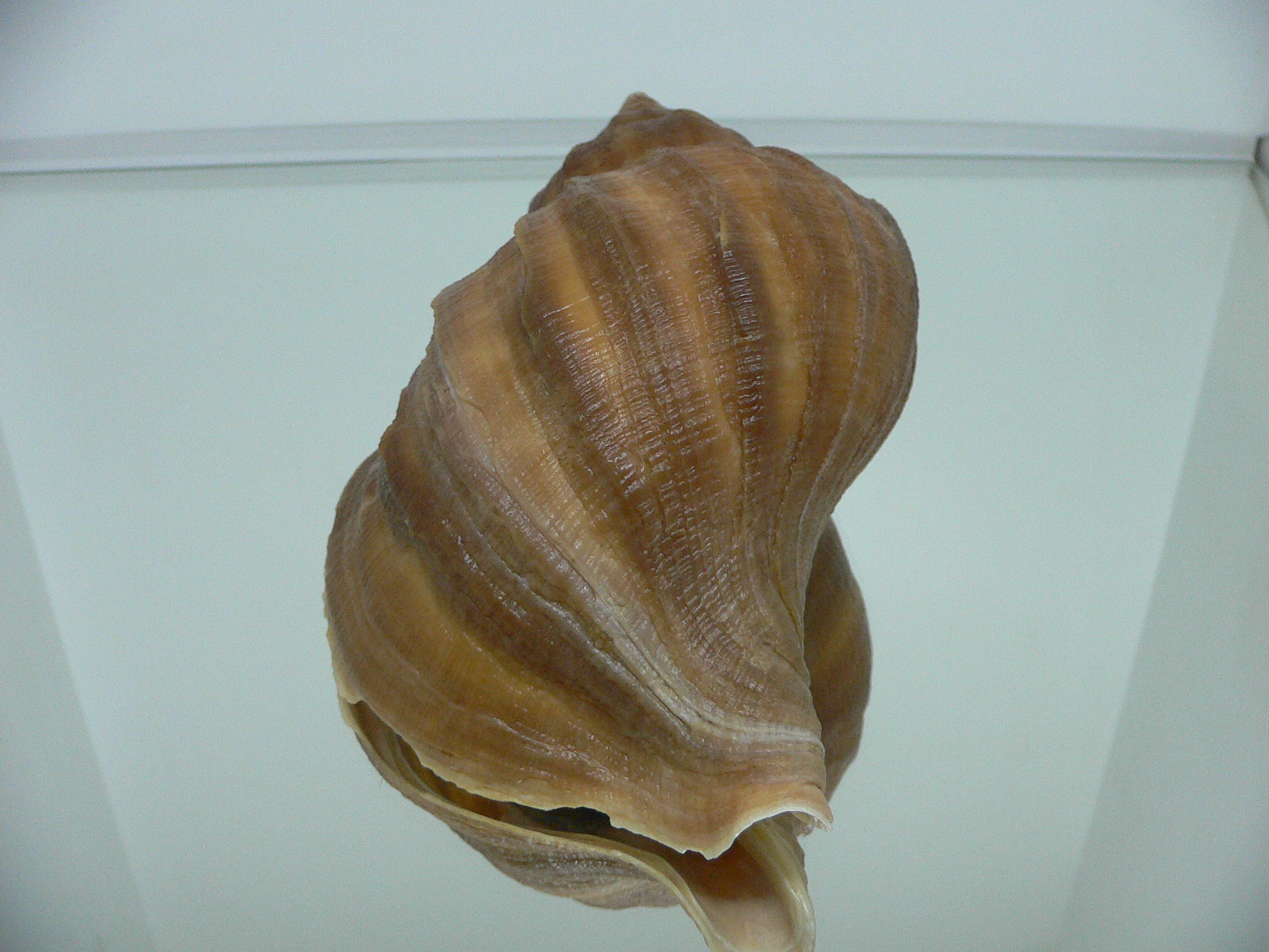 Neptunea eulimata BIG & LIP