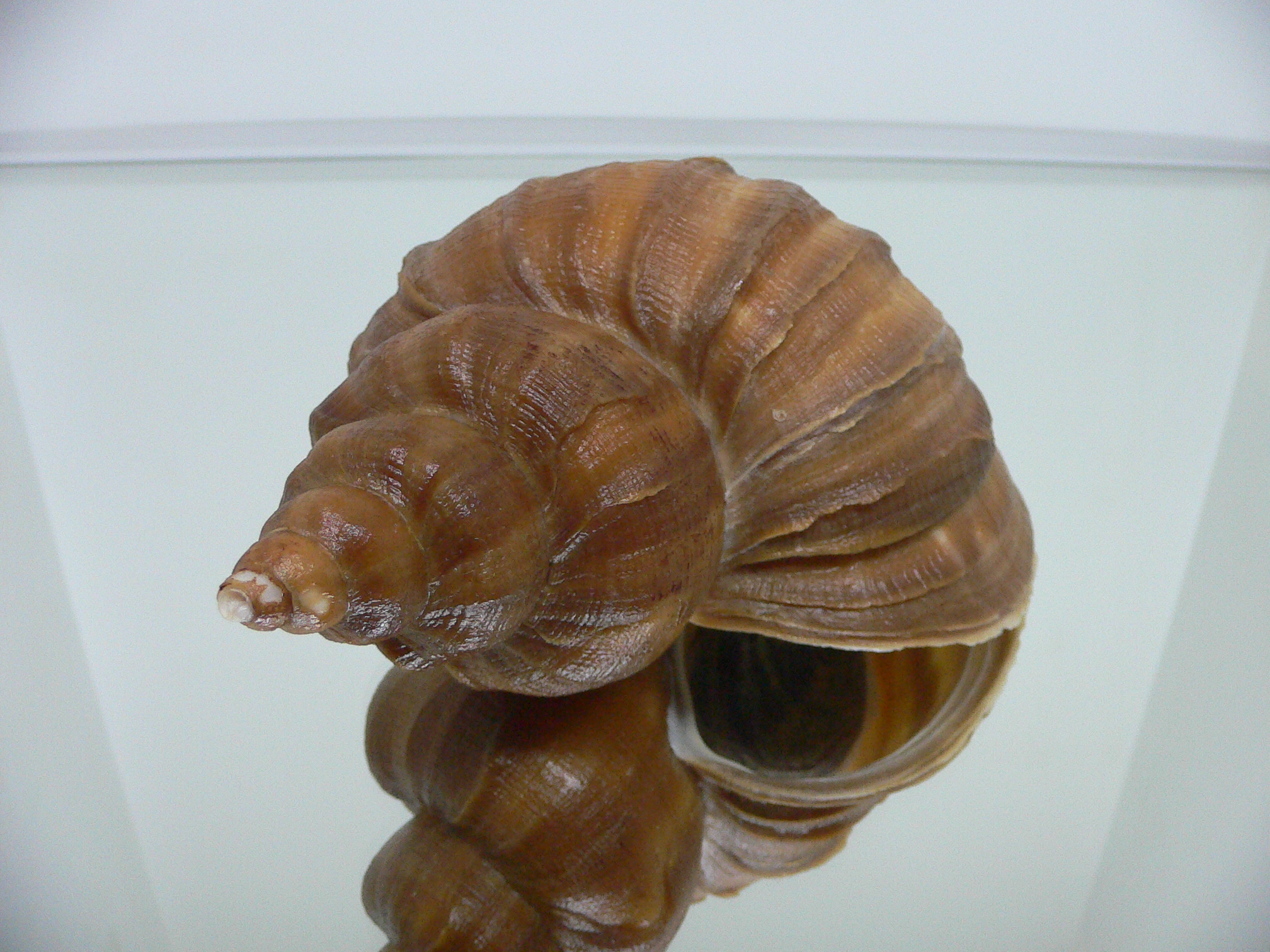 Neptunea eulimata BIG & LIP