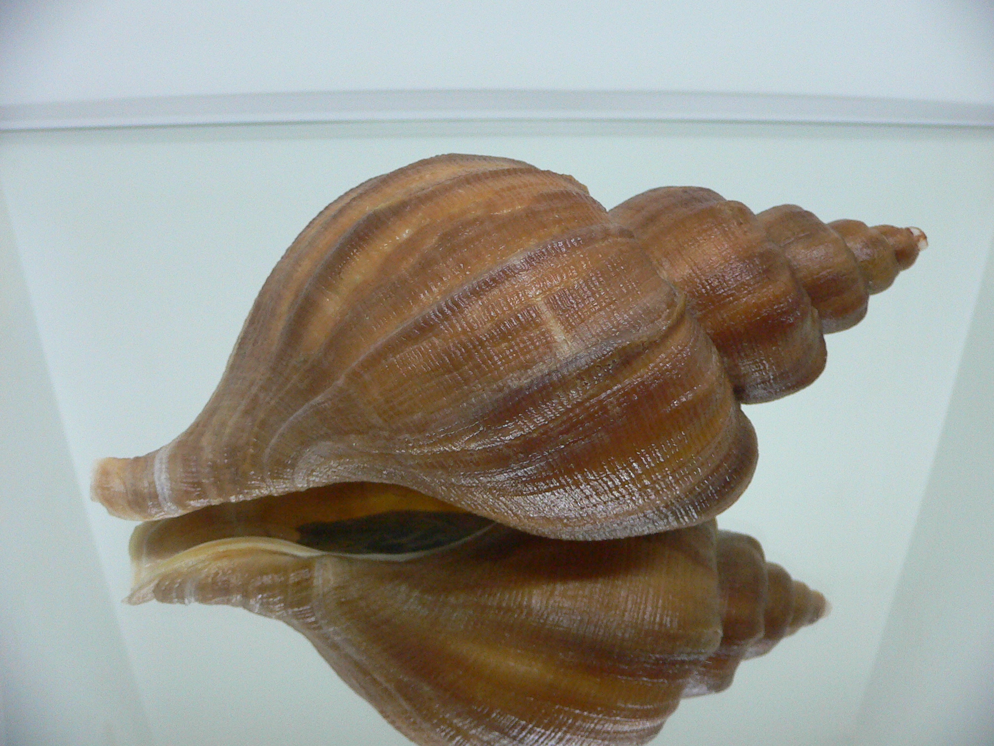 Neptunea eulimata BIG & LIP