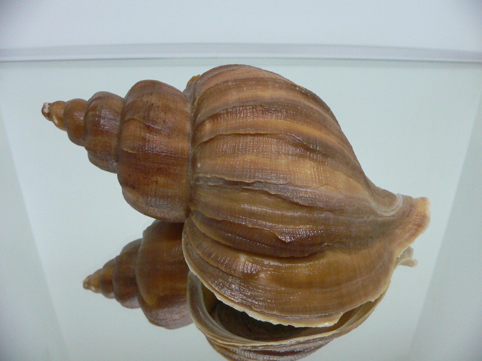 Neptunea eulimata BIG & LIP