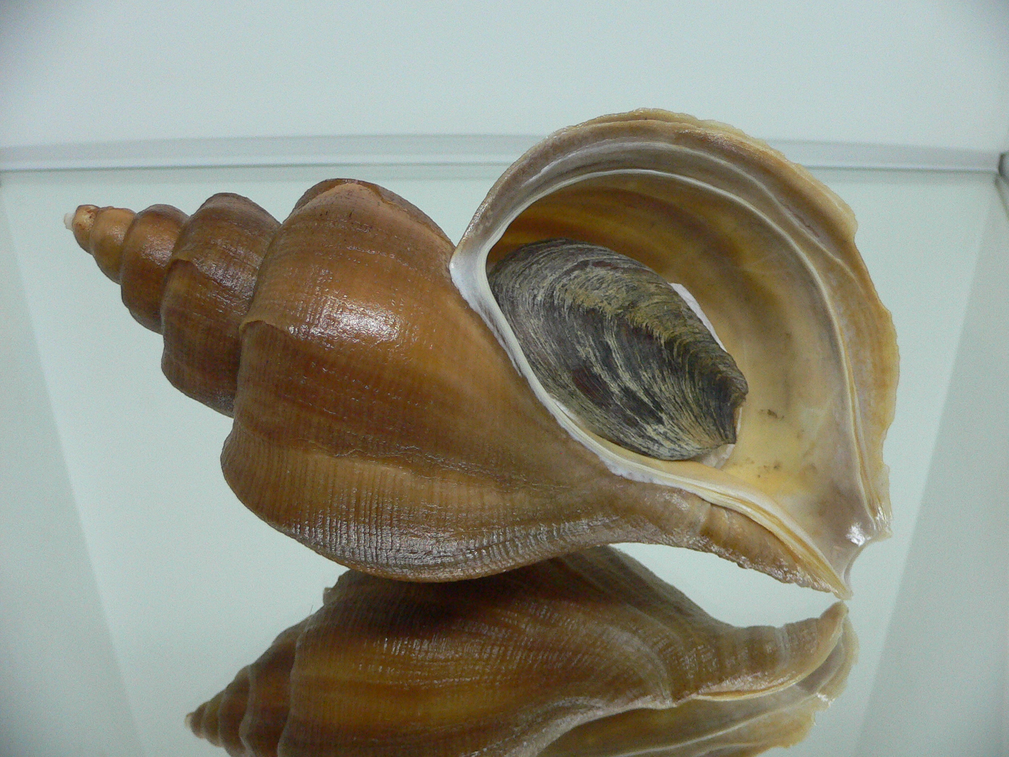 Neptunea eulimata BIG & LIP