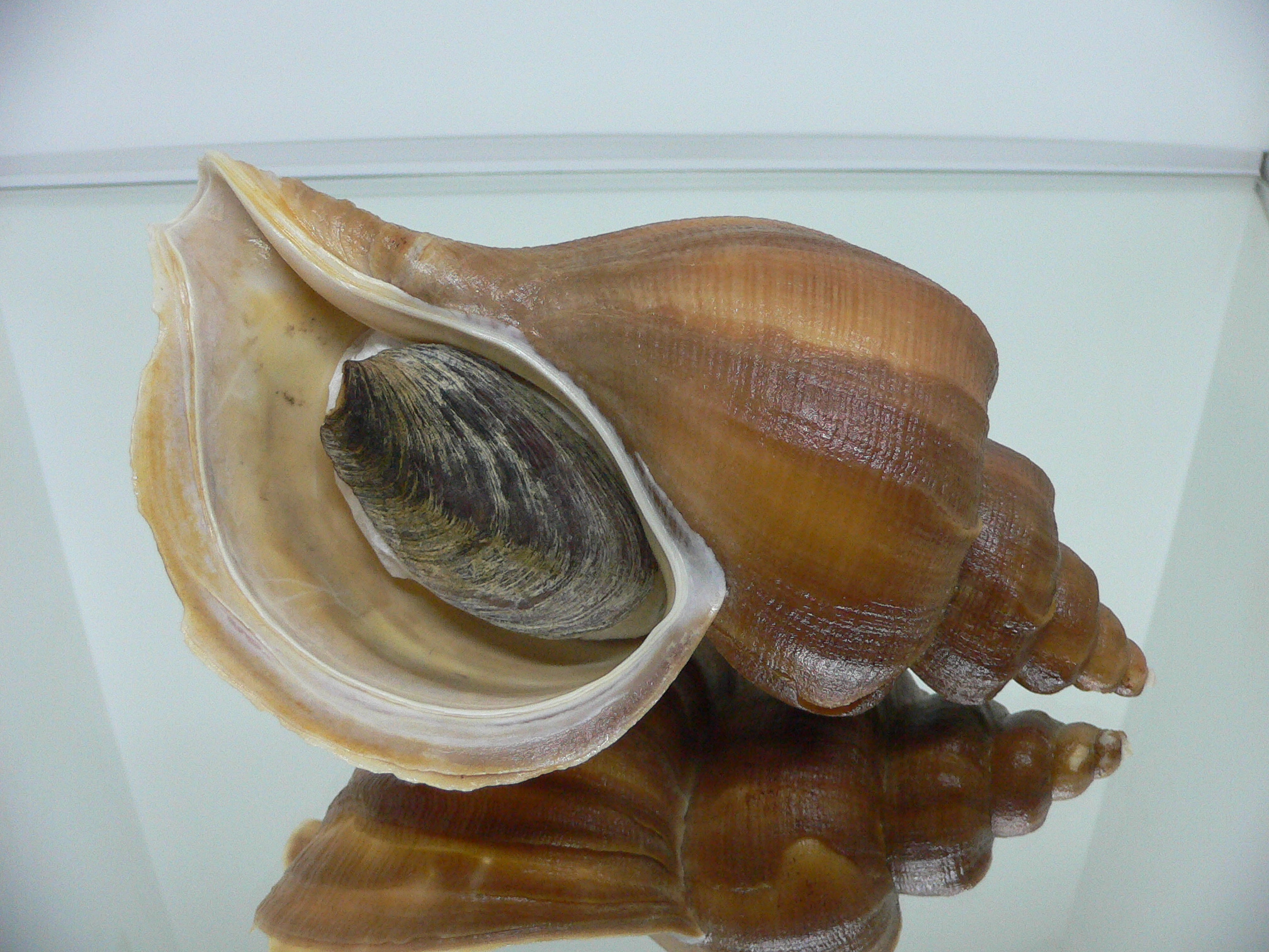 Neptunea eulimata BIG & LIP